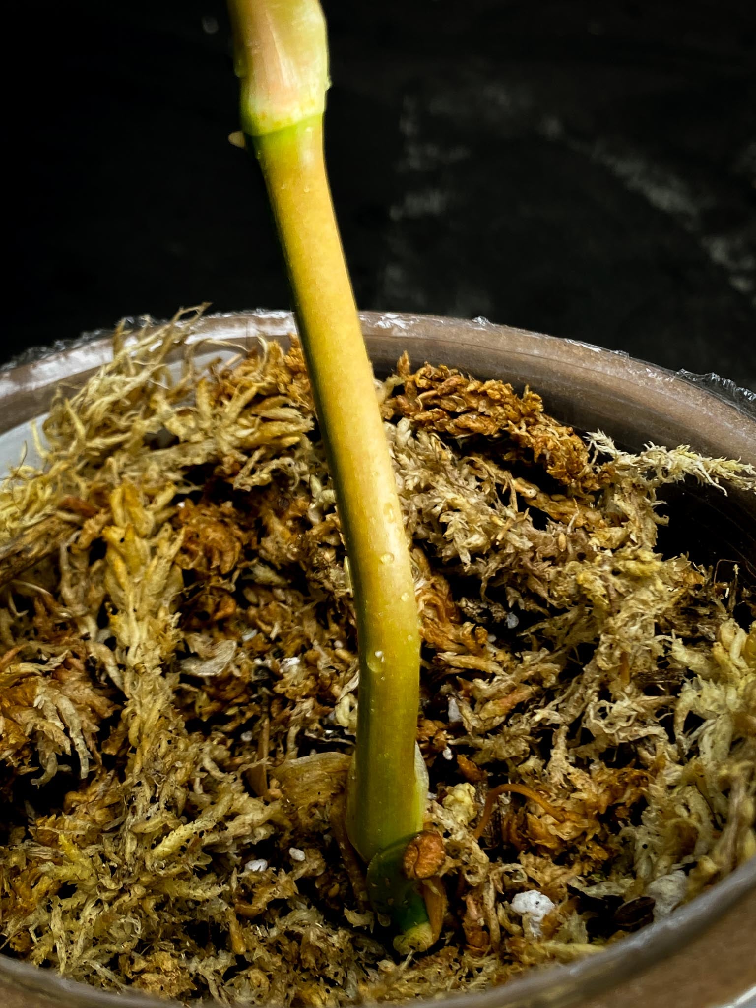 *Philodendron Micans Variegated 3 Nodes 2 Sprout Rooted