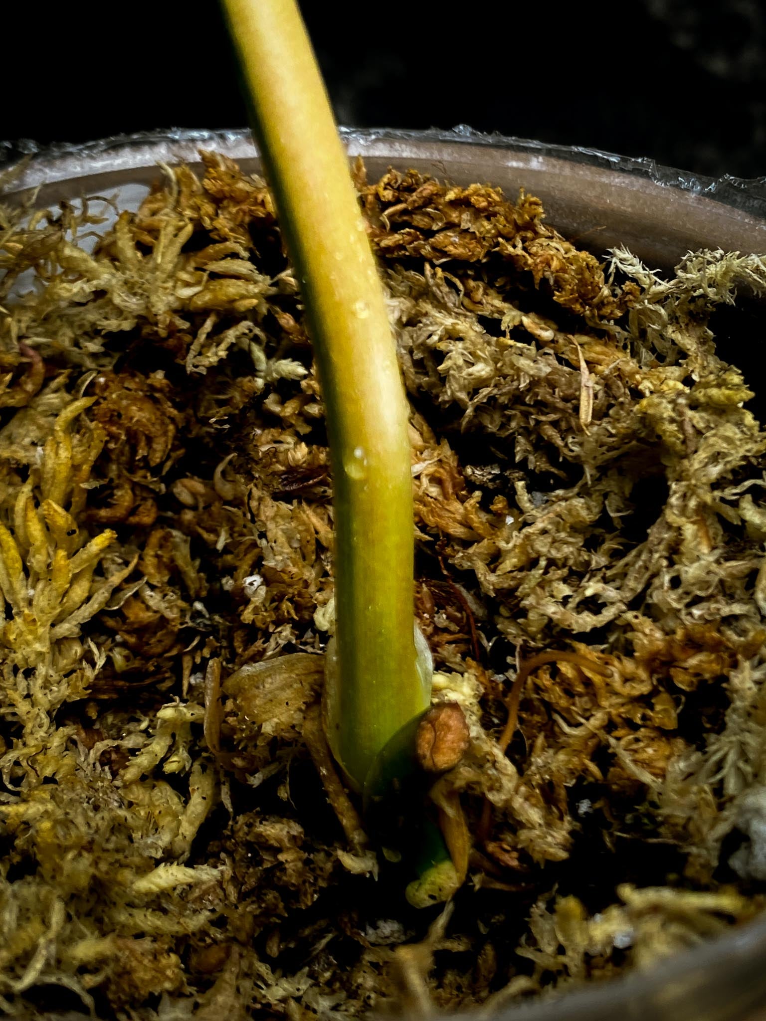 *Philodendron Micans Variegated 3 Nodes 2 Sprout Rooted