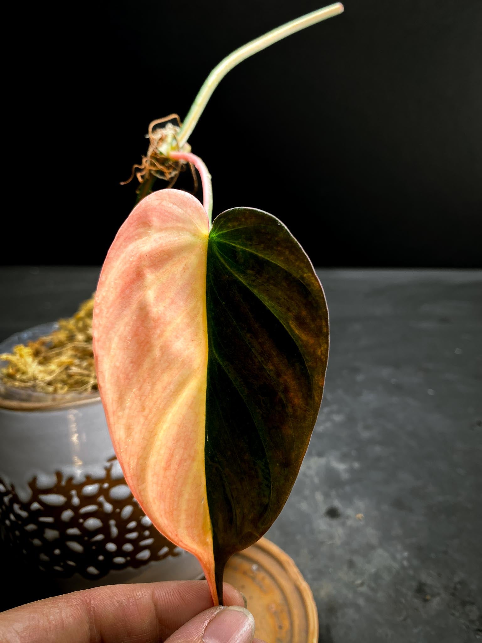 Philodendron Micans Variegated 1 Leaf 1 Node Rooted