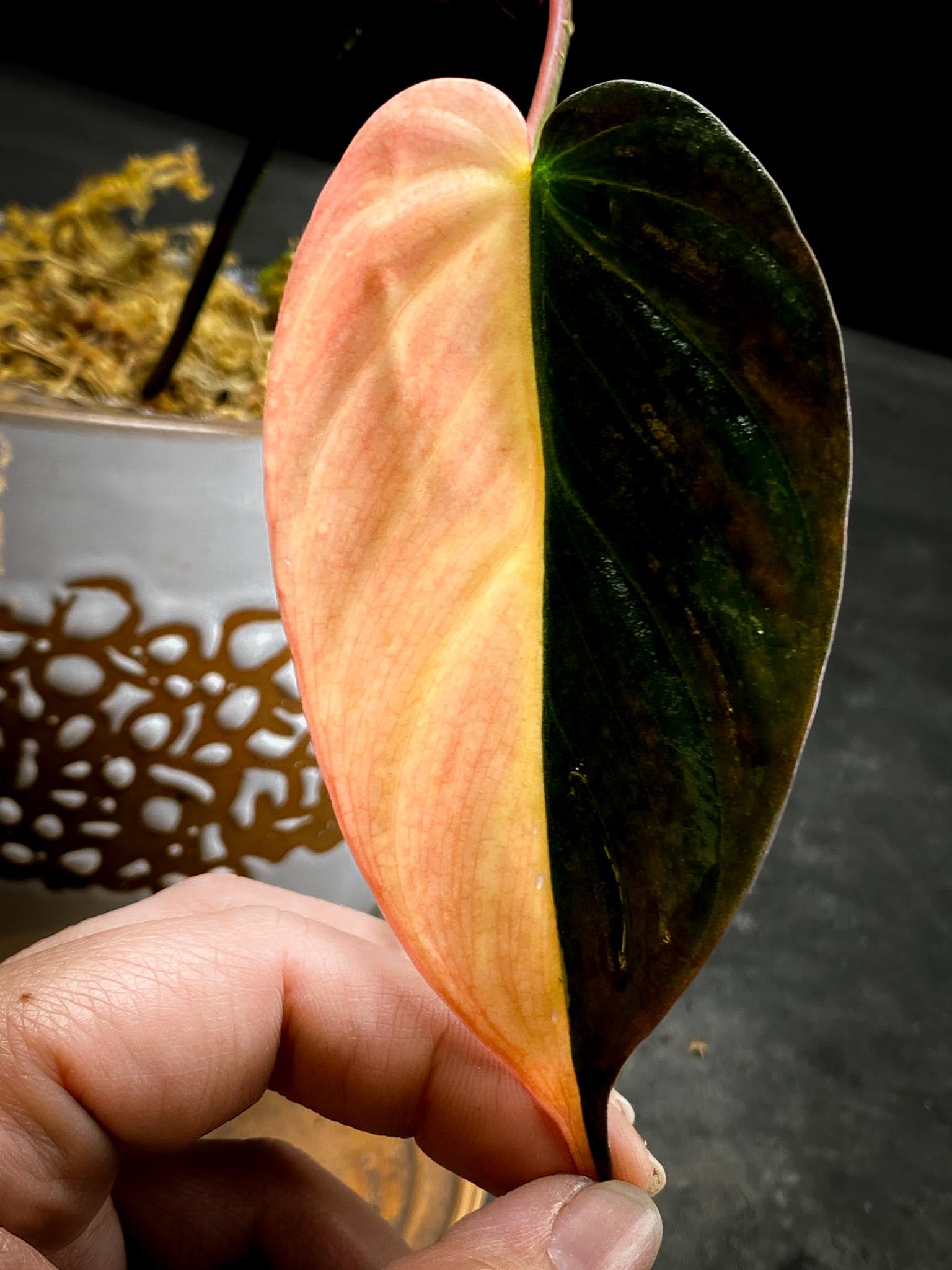 Philodendron Micans Variegated 1 Leaf 1 Node Rooted