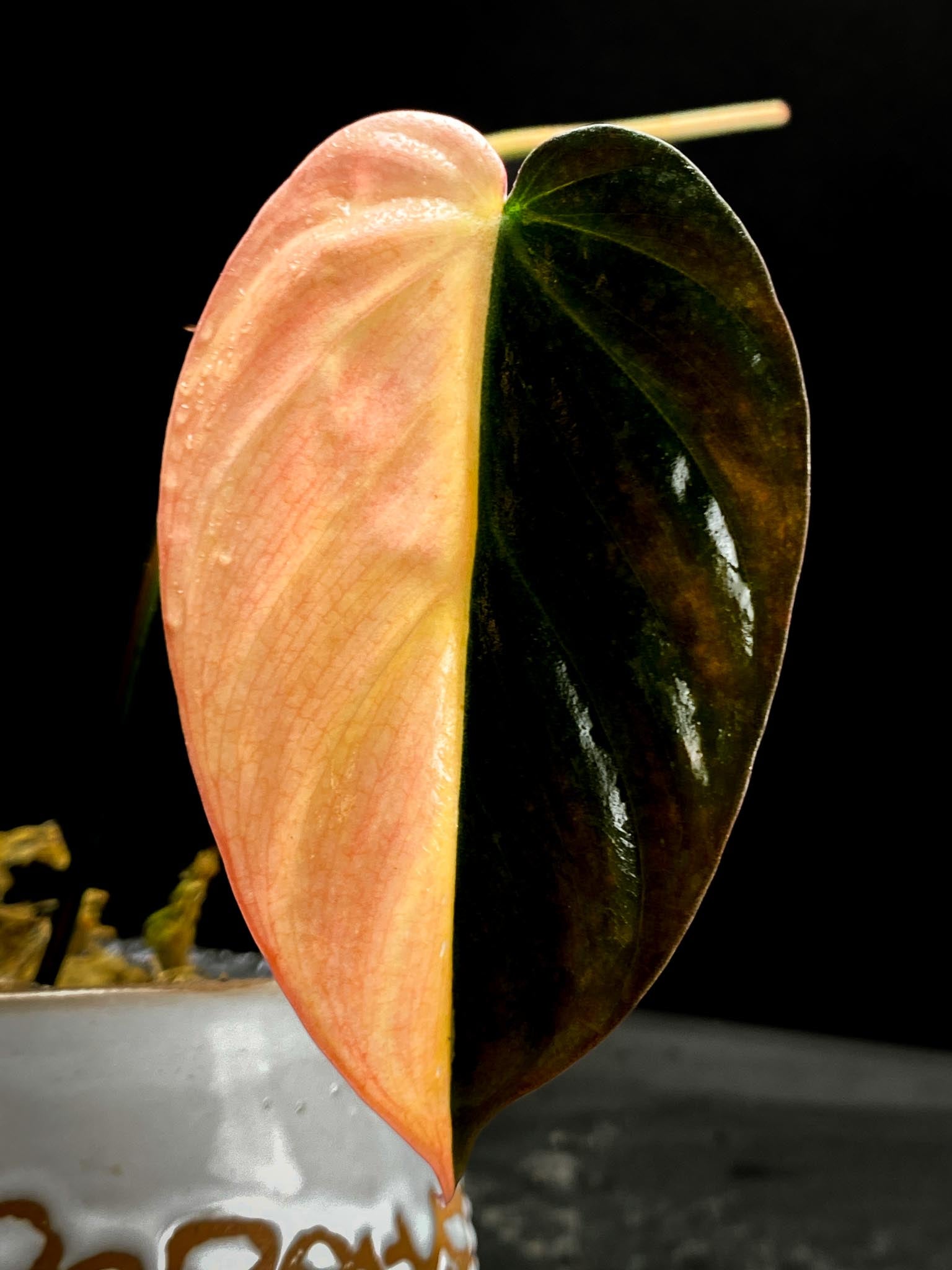 Philodendron Micans Variegated 1 Leaf 1 Node Rooted