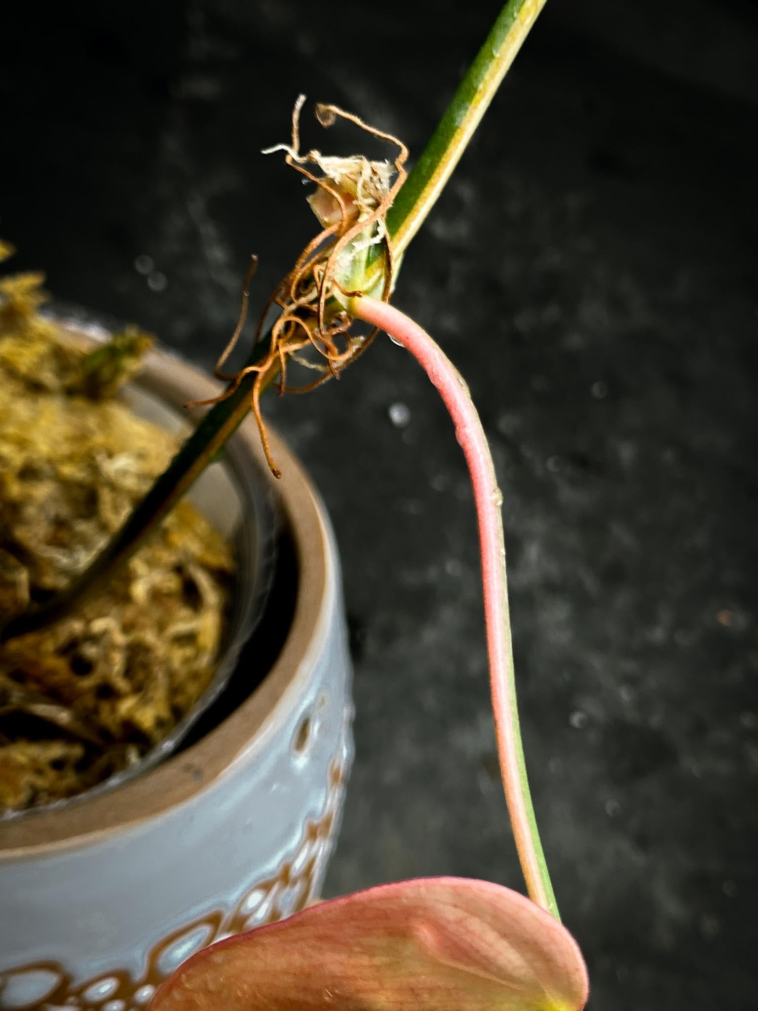 Philodendron Micans Variegated 1 Leaf 1 Node Rooted