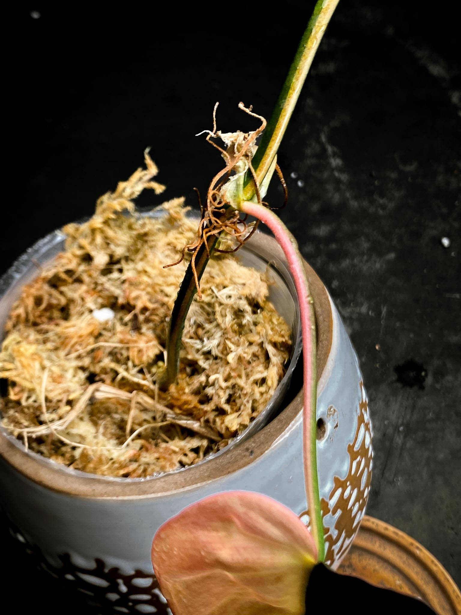 Philodendron Micans Variegated 1 Leaf 1 Node Rooted