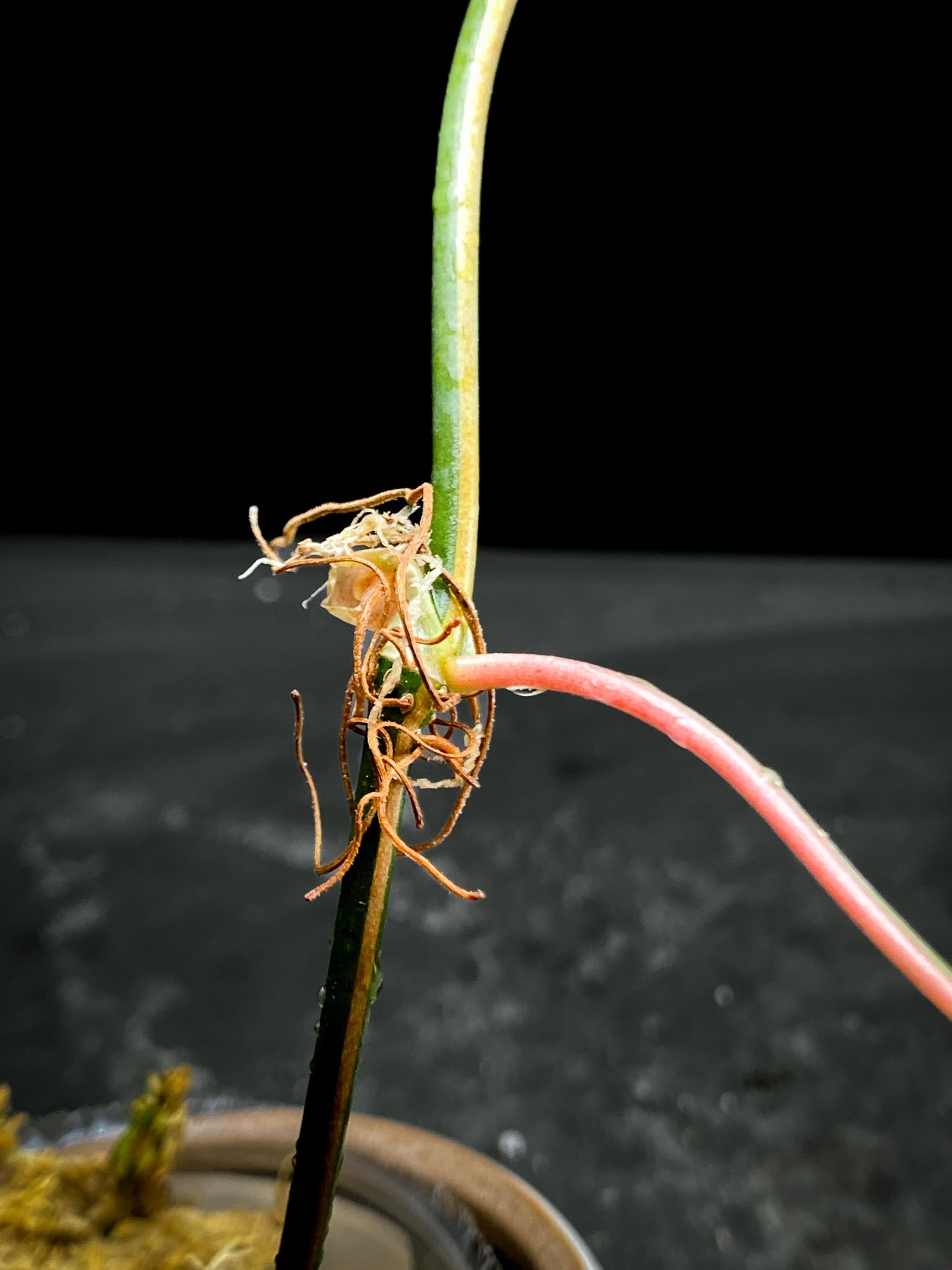 Philodendron Micans Variegated 1 Leaf 1 Node Rooted