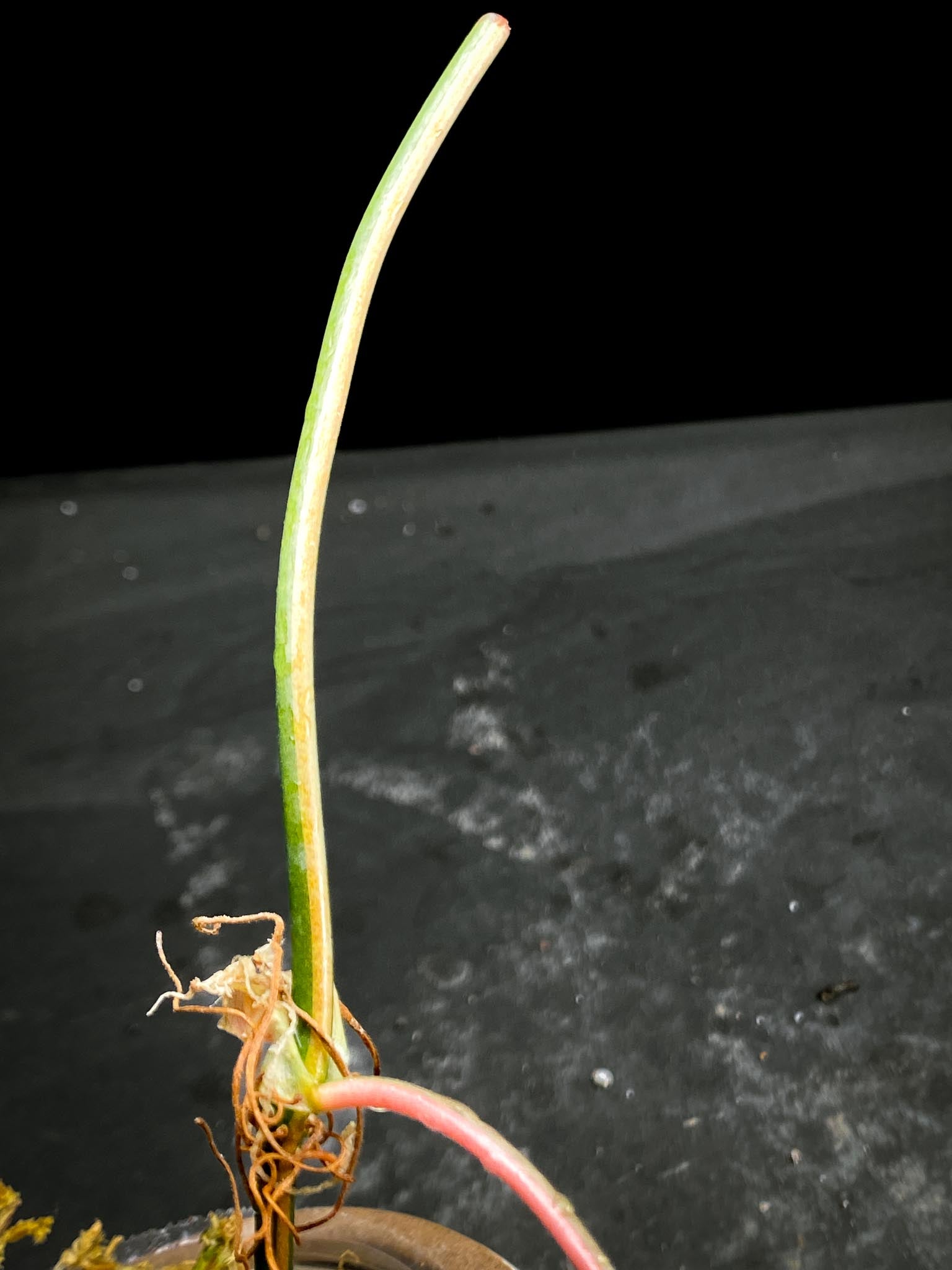 Philodendron Micans Variegated 1 Leaf 1 Node Rooted