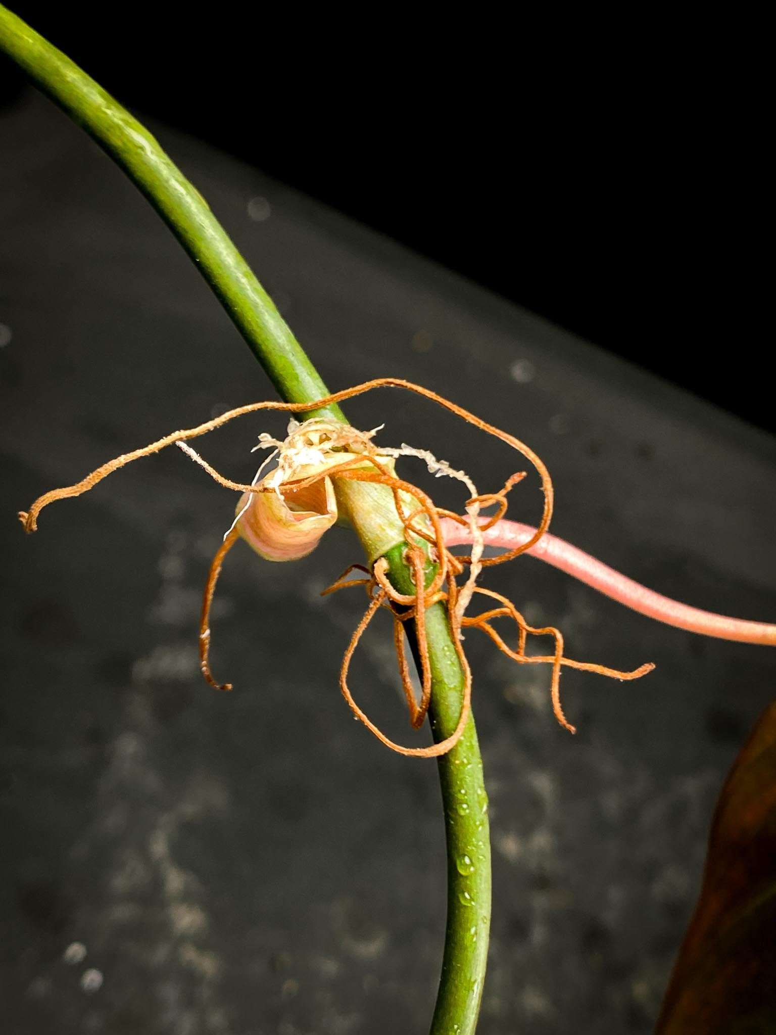 Philodendron Micans Variegated 1 Leaf 1 Node Rooted