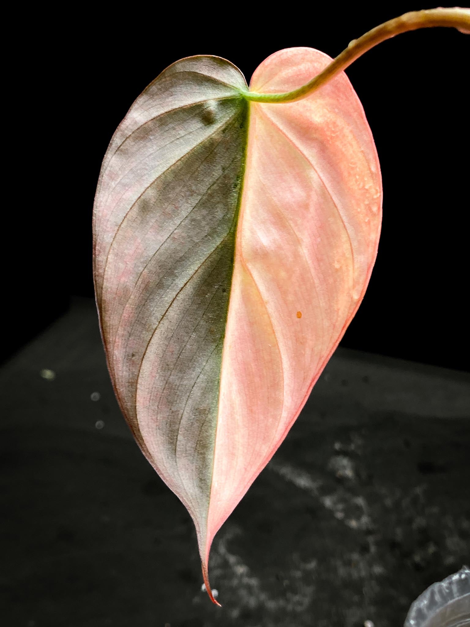Philodendron Micans Variegated 1 Leaf 1 Node Rooted