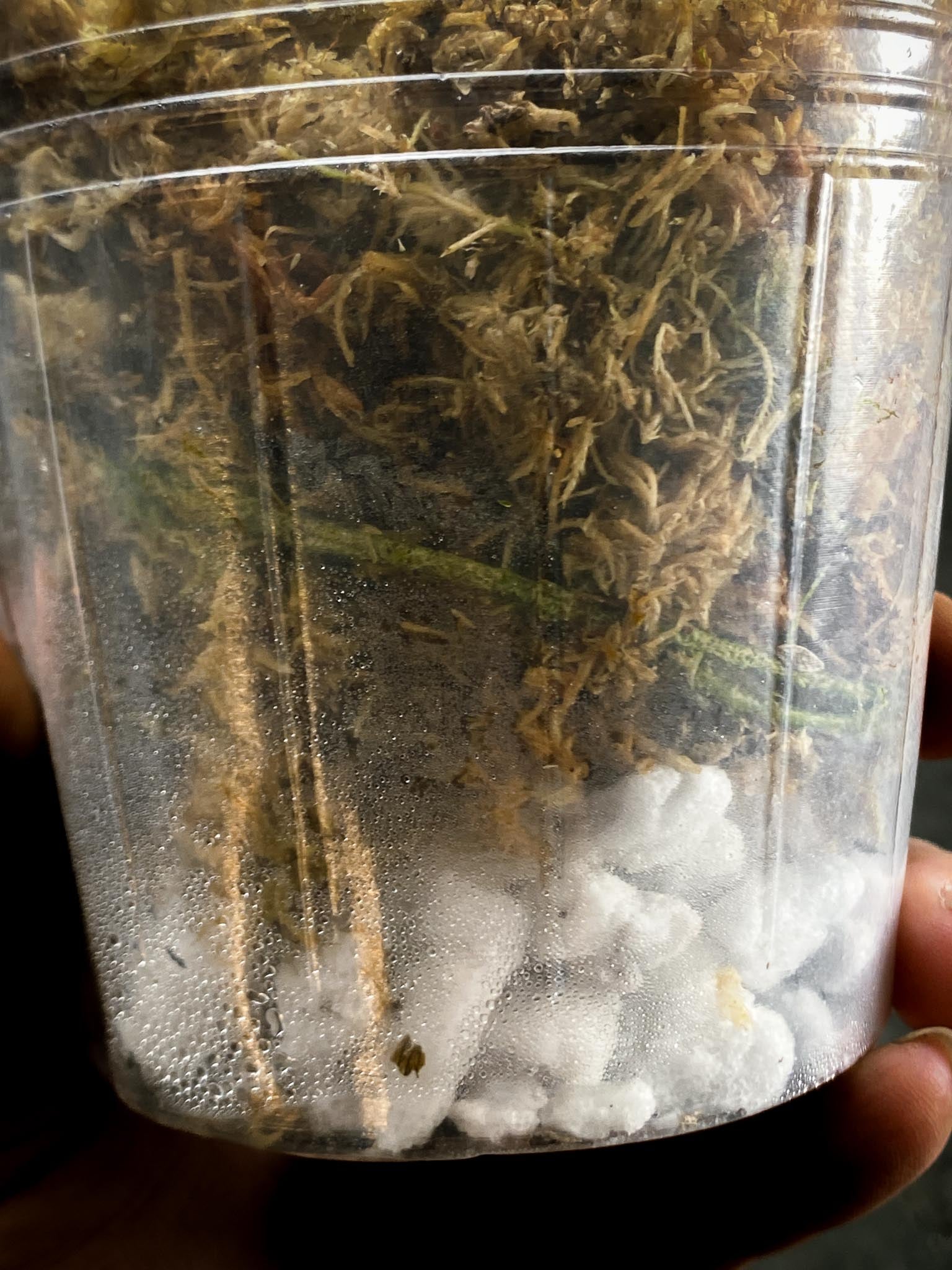 Philodendron Micans Variegated 1 Leaf 1 Node Rooted
