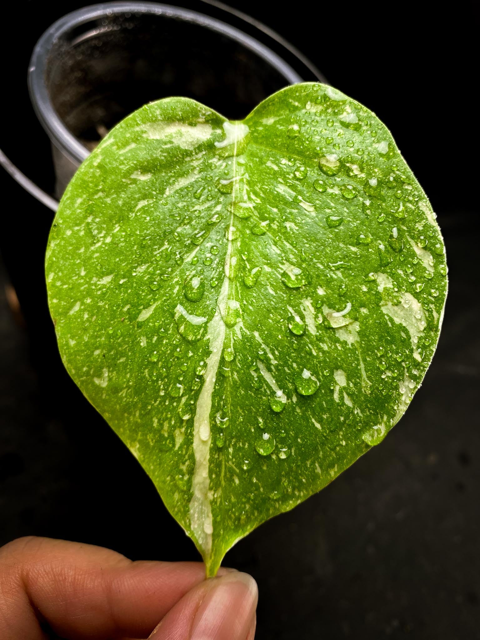 Monstera Thai Constellation 1 Leaf 1 baby leaf 2 Nodes Rooted