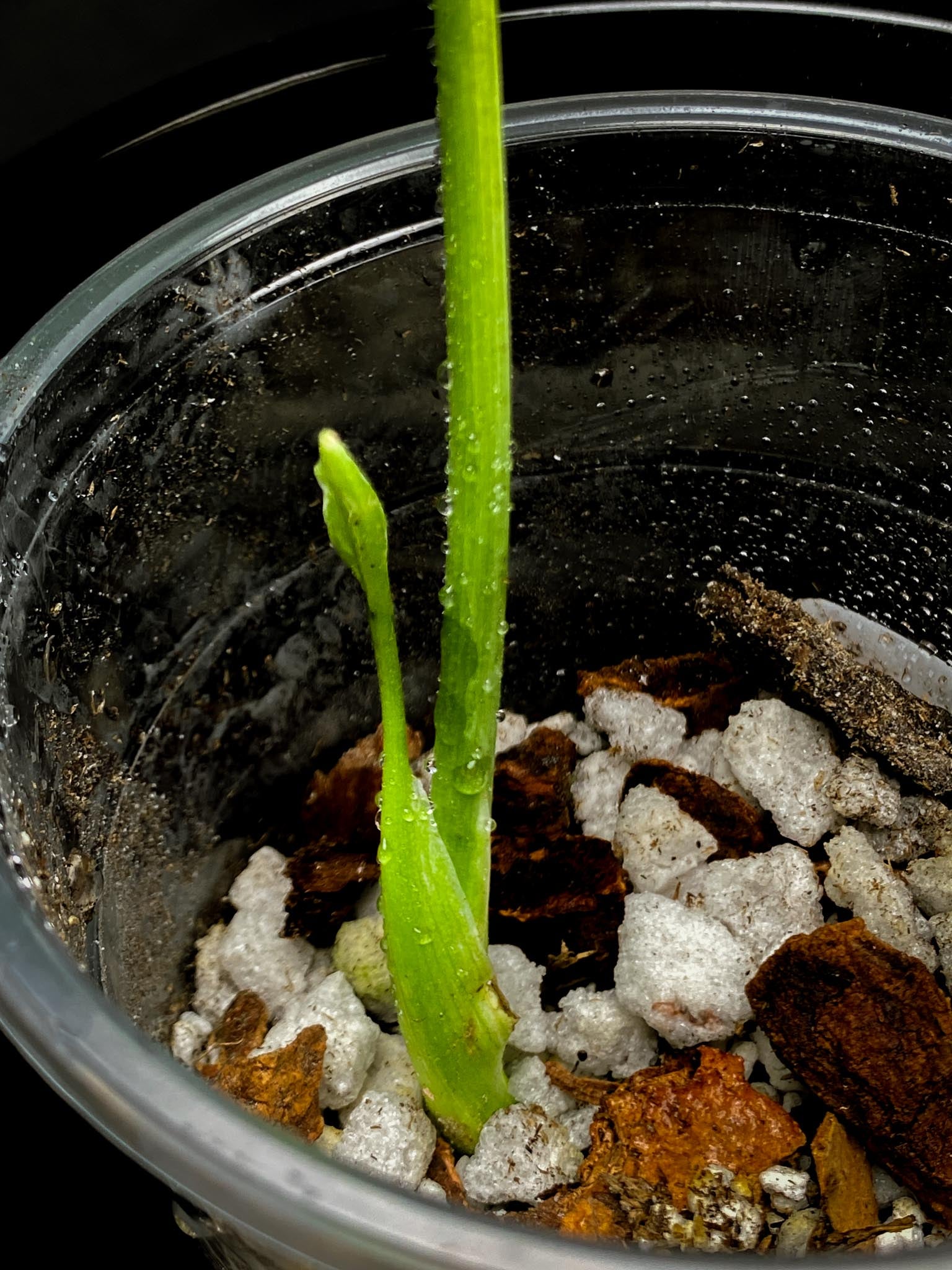 Monstera Thai Constellation 1 Leaf 1 baby leaf 2 Nodes Rooted
