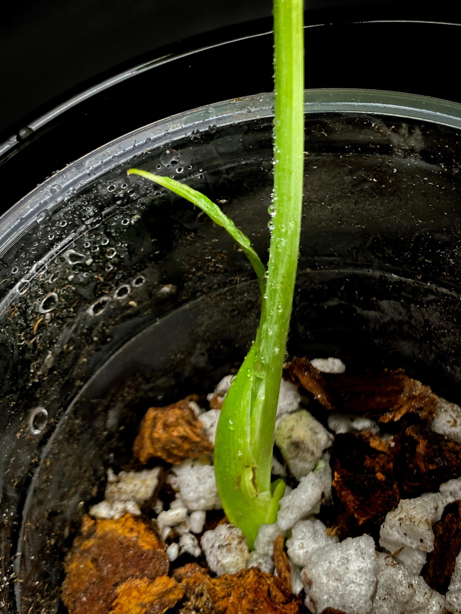 Monstera Thai Constellation 1 Leaf 1 baby leaf 2 Nodes Rooted