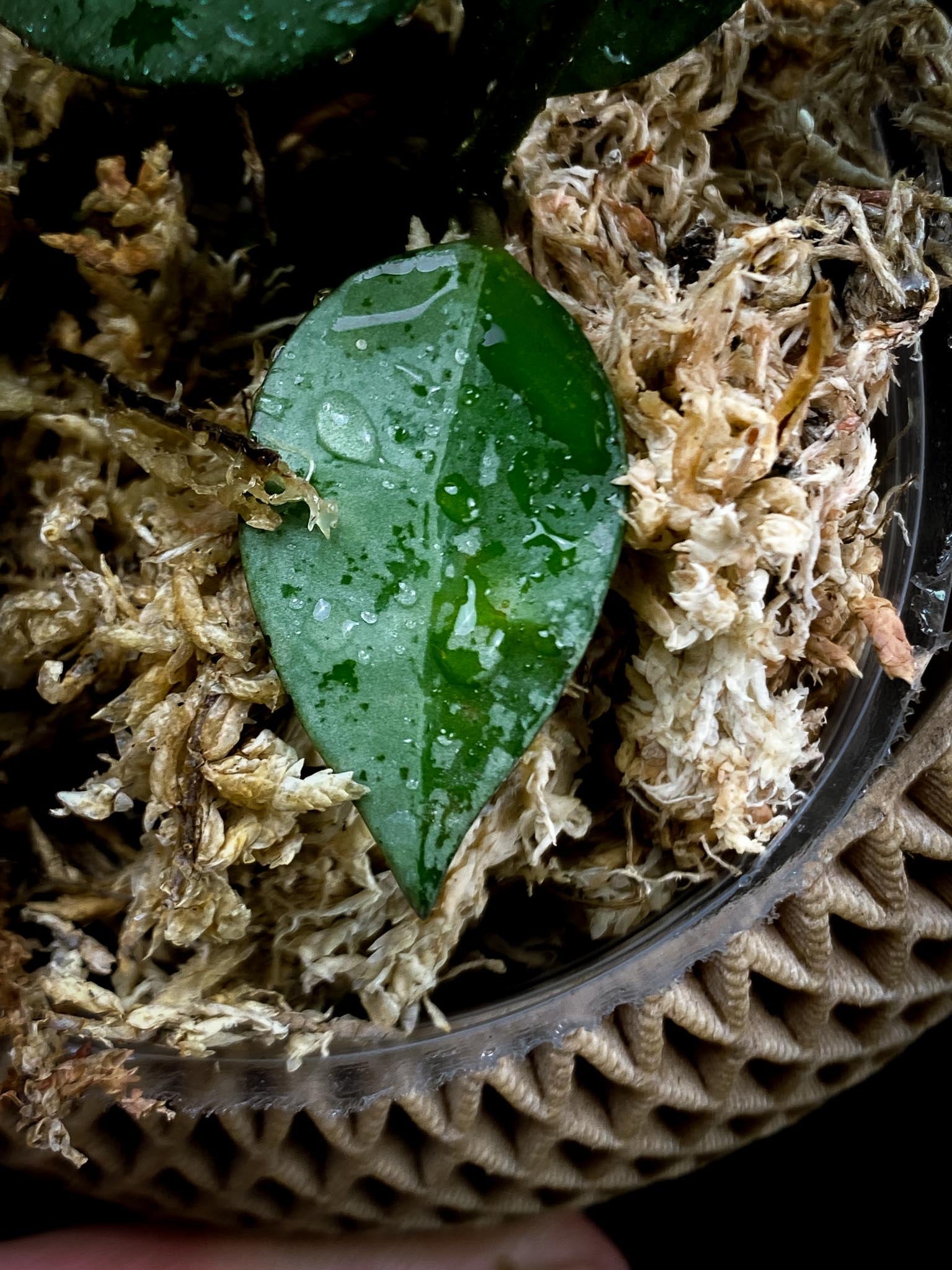 Hoya khroniana silver4 Leaves 4 Nodes Rooted