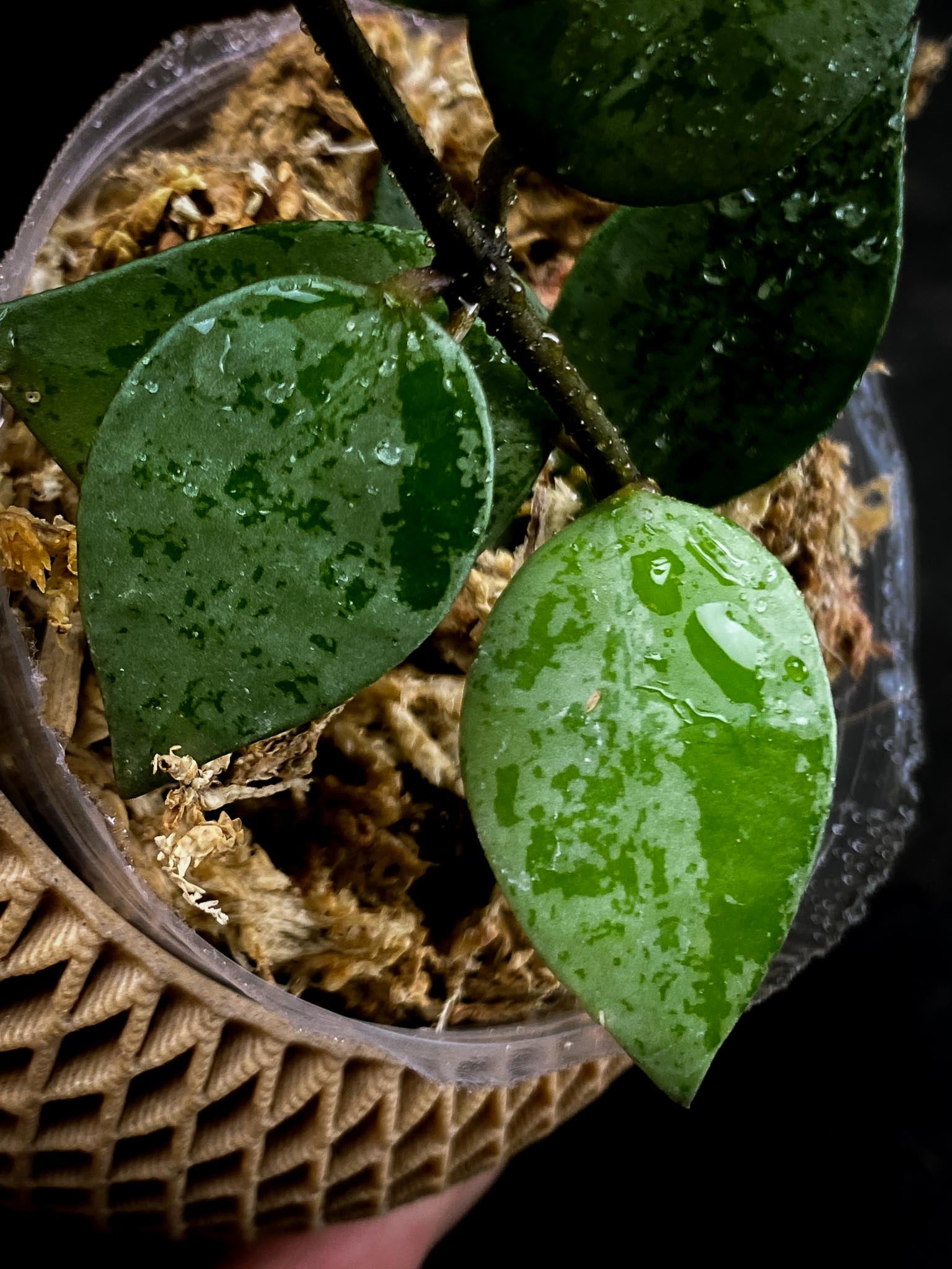 Hoya khroniana silver Multiple Leaces Multiple Nodes Rooted