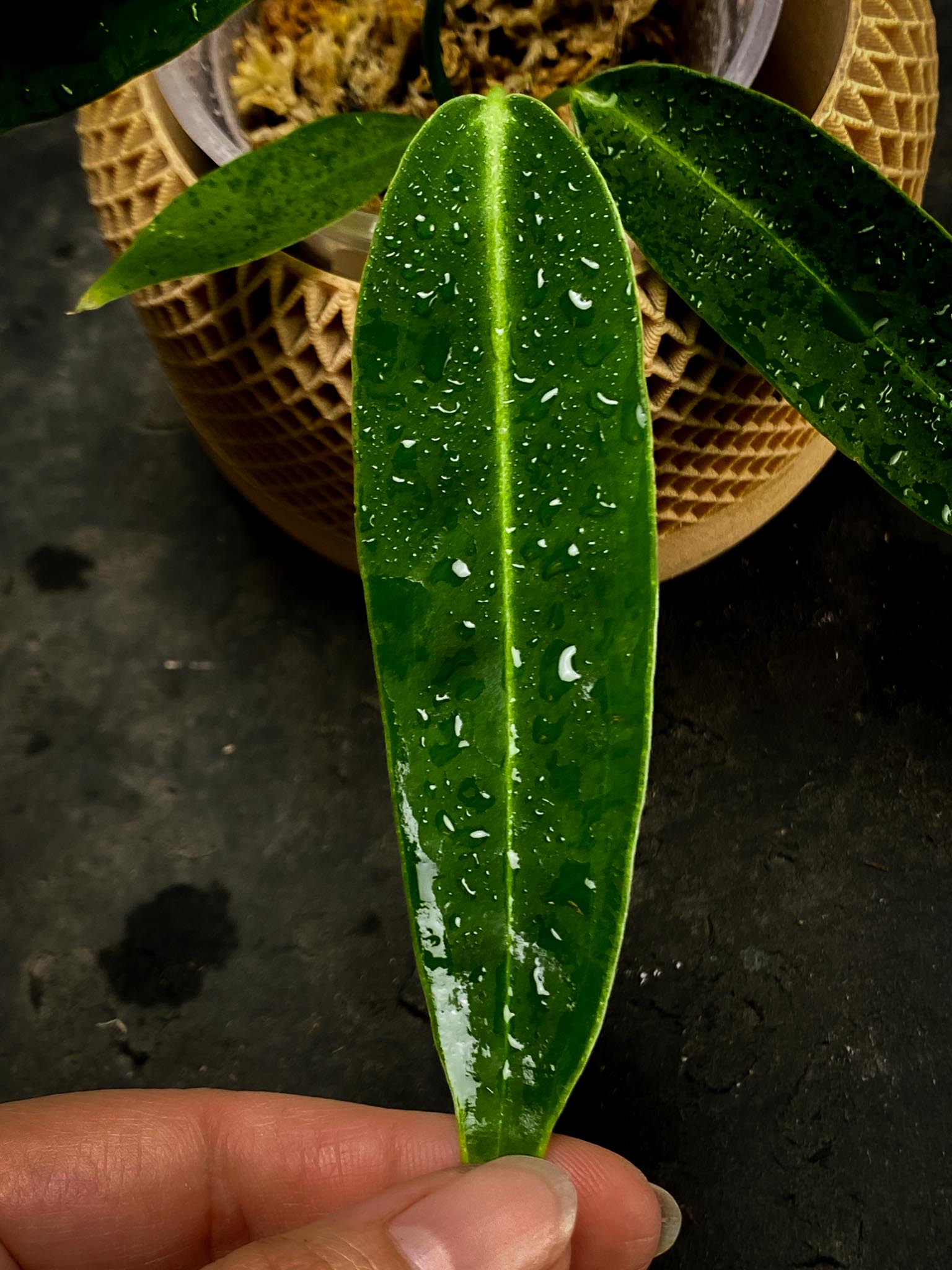 Anthurium Warocqueanum dark and narrow form Multiple Leaves Multiple Nodes