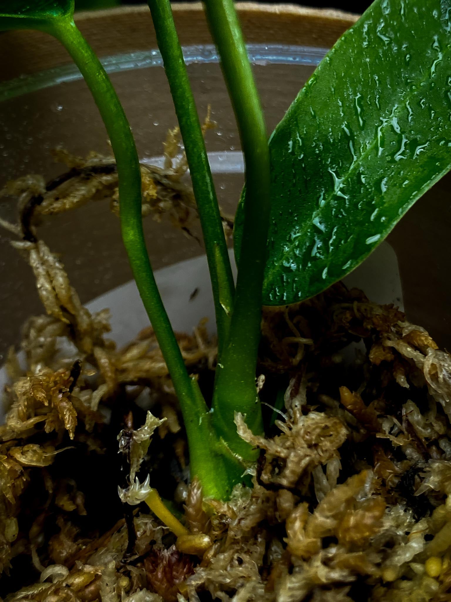 Anthurium Warocqueanum dark and narrow form Multiple Leaves Multiple Nodes