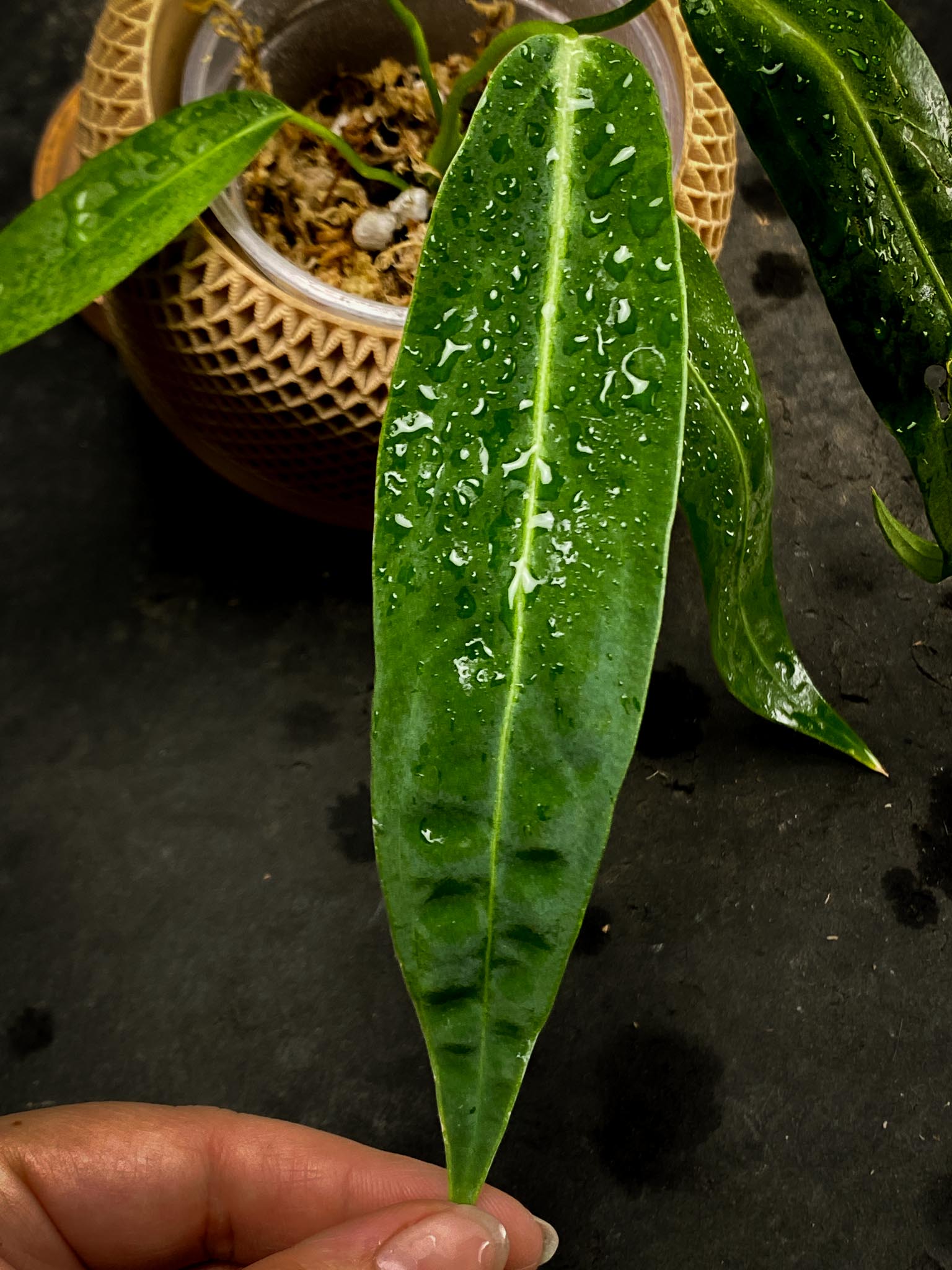 Anthurium Warocqueanum dark and narrow form Multiple Leaves Multiple Nodes