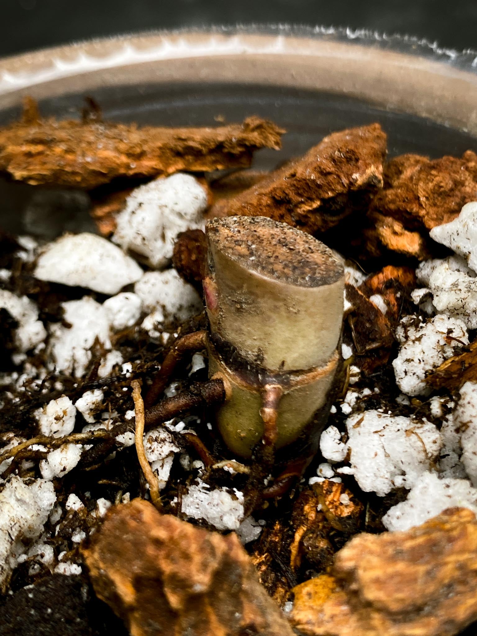 Philodendron white princess tricolor 1 Node 1 Growing Bud Rooted