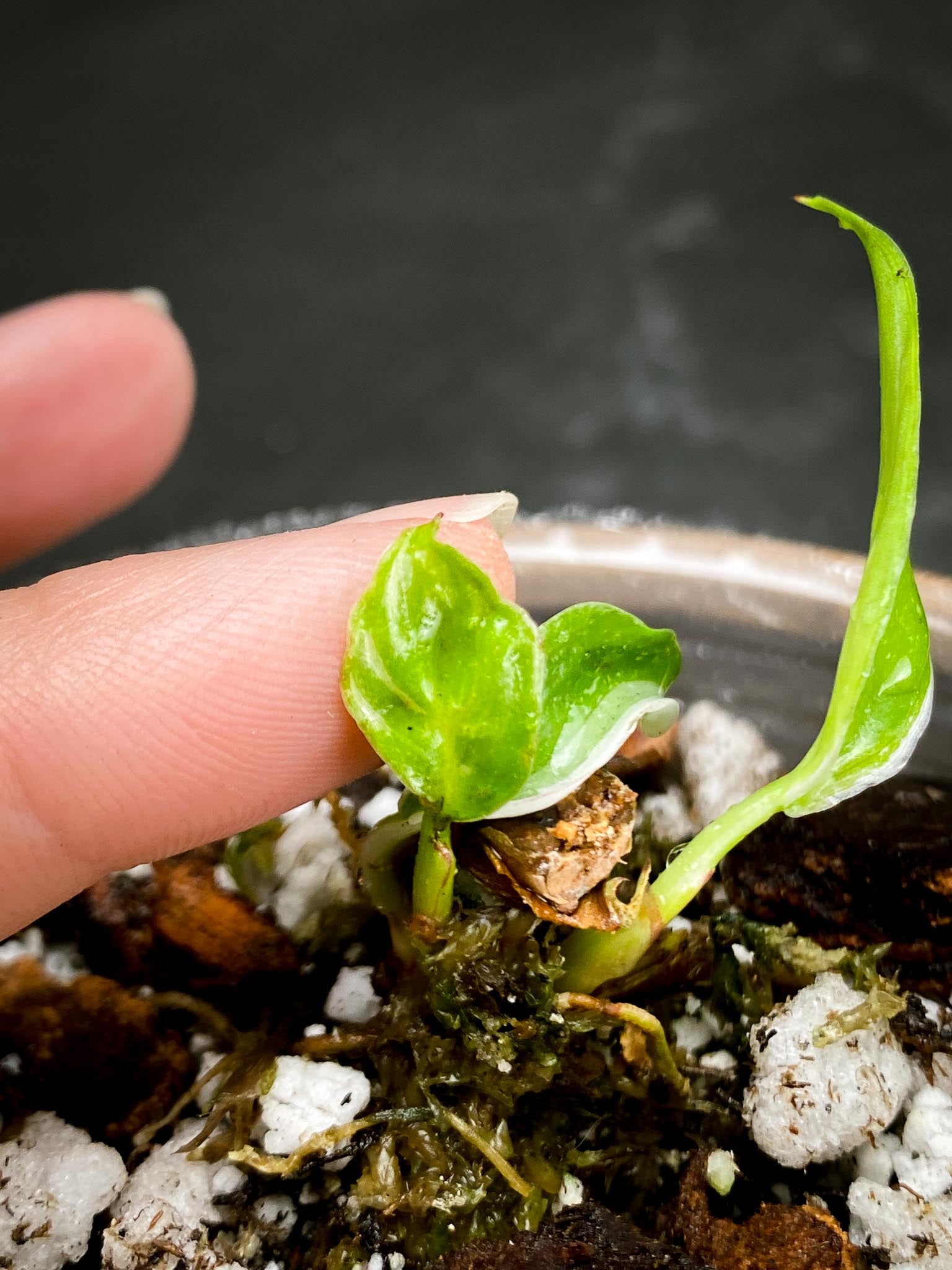 philodendron white princess tricolor 1 Leaf 2 baby leaves Multiple Nodes 1 Sprout Rooted