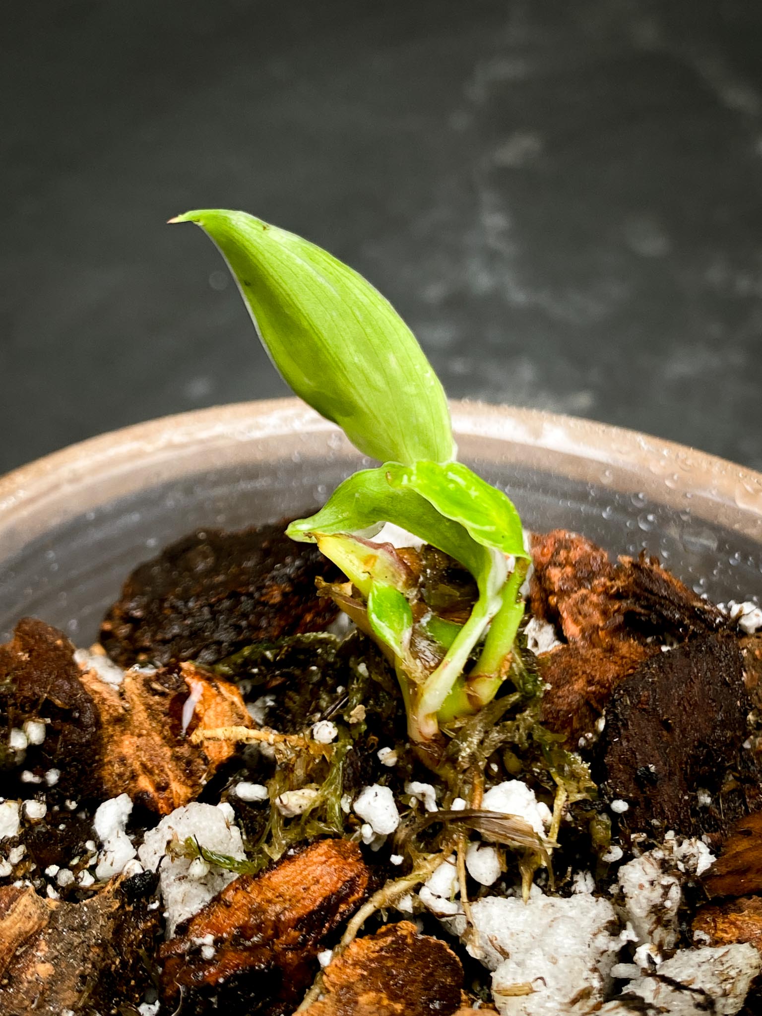 philodendron white princess tricolor 1 Leaf 2 baby leaves Multiple Nodes 1 Sprout Rooted