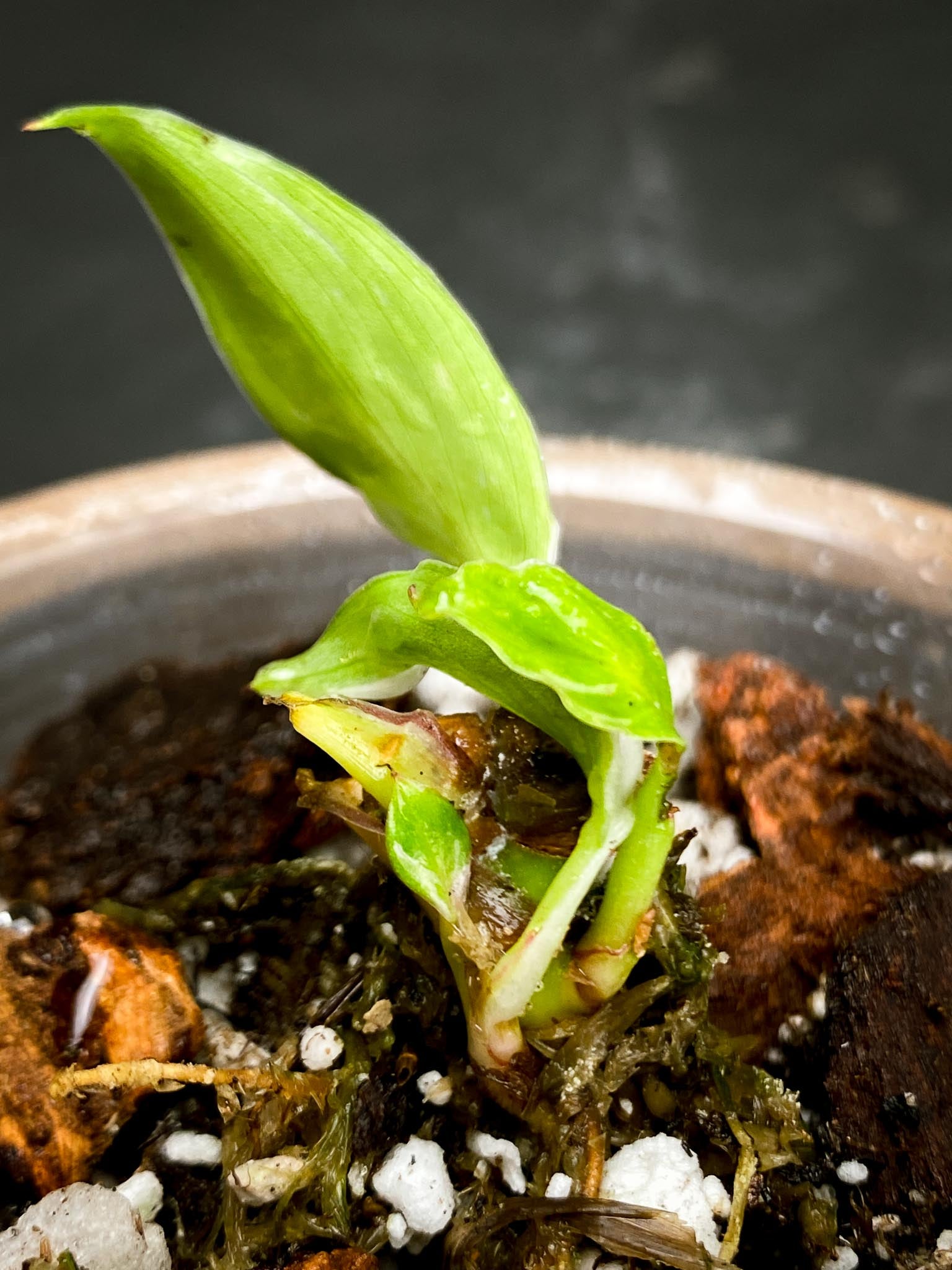 philodendron white princess tricolor 1 Leaf 2 baby leaves Multiple Nodes 1 Sprout Rooted