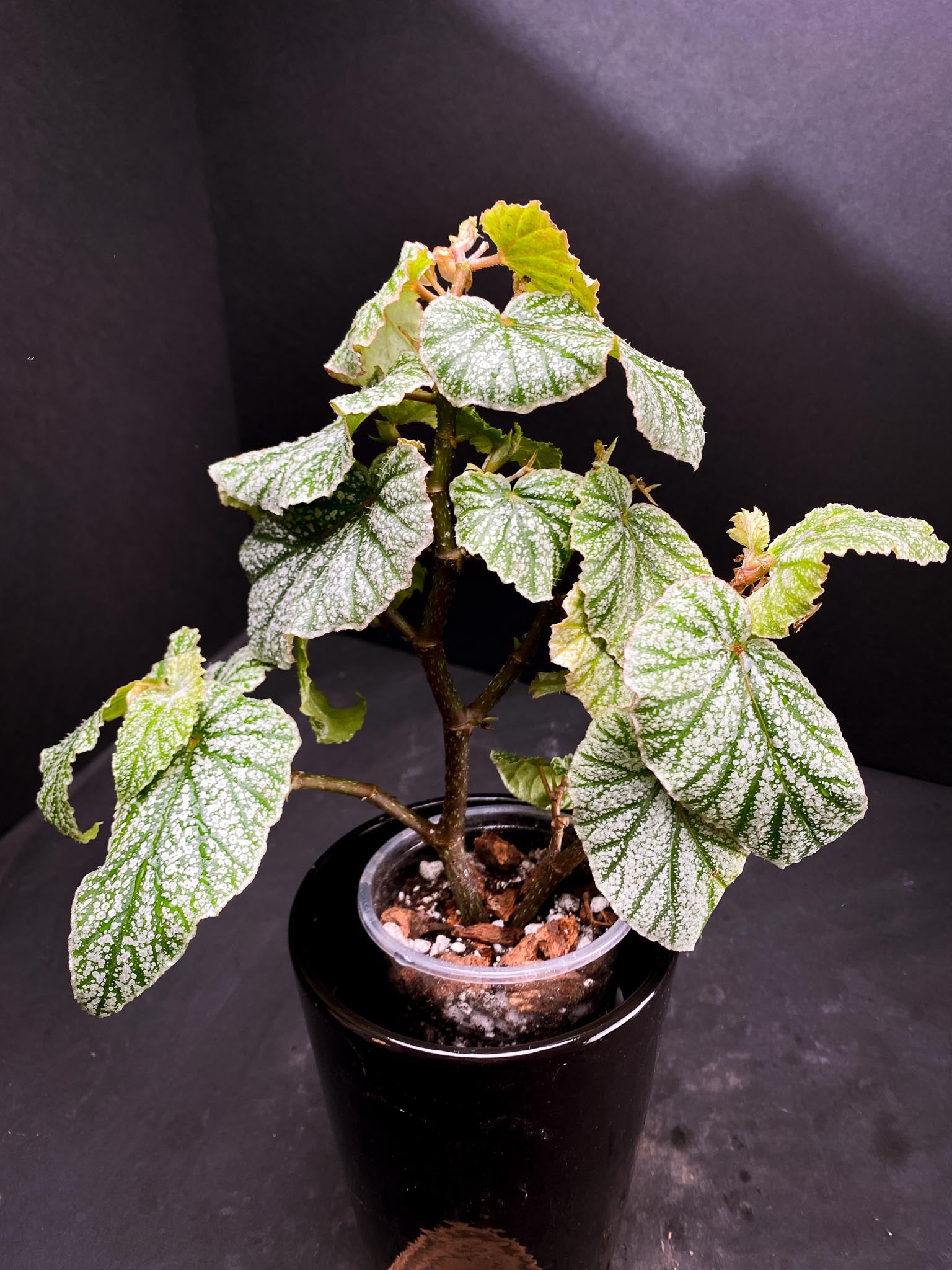 Begonia Snow Capped Multiple Leaves Multiple Leaves Rooted