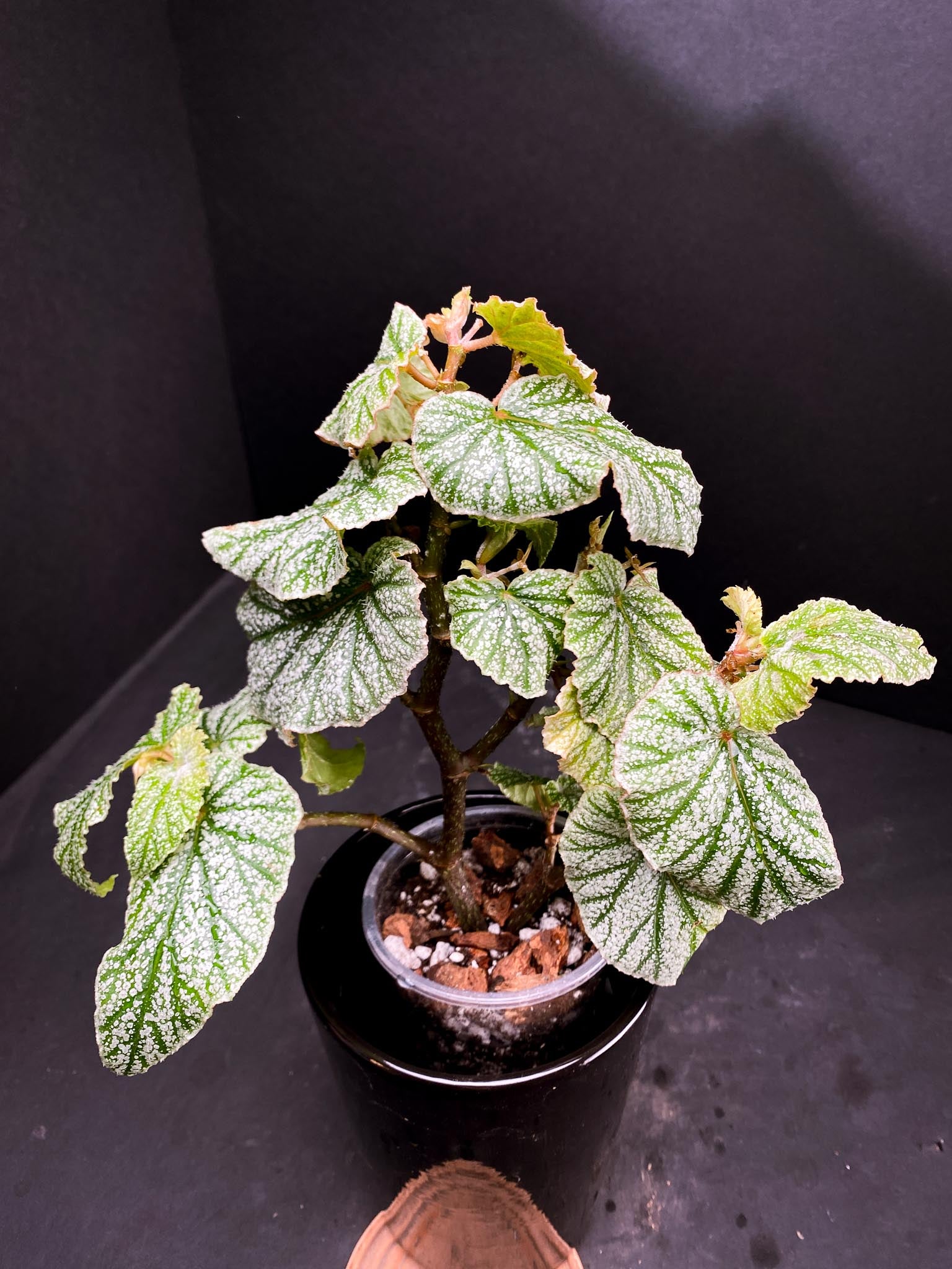 Begonia Snow Capped Multiple Leaves Multiple Leaves Rooted
