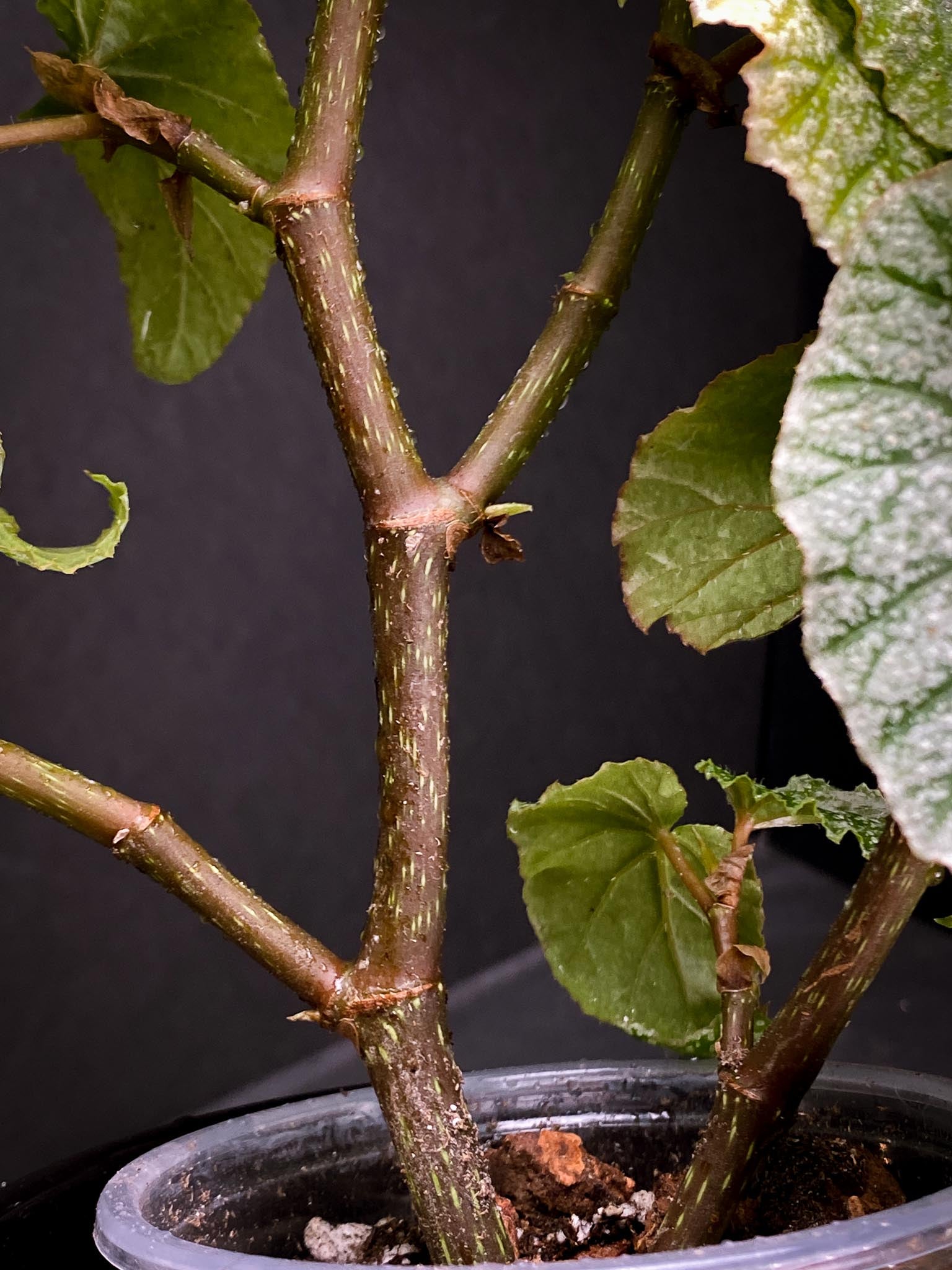 Begonia Snow Capped Multiple Leaves Multiple Leaves Rooted