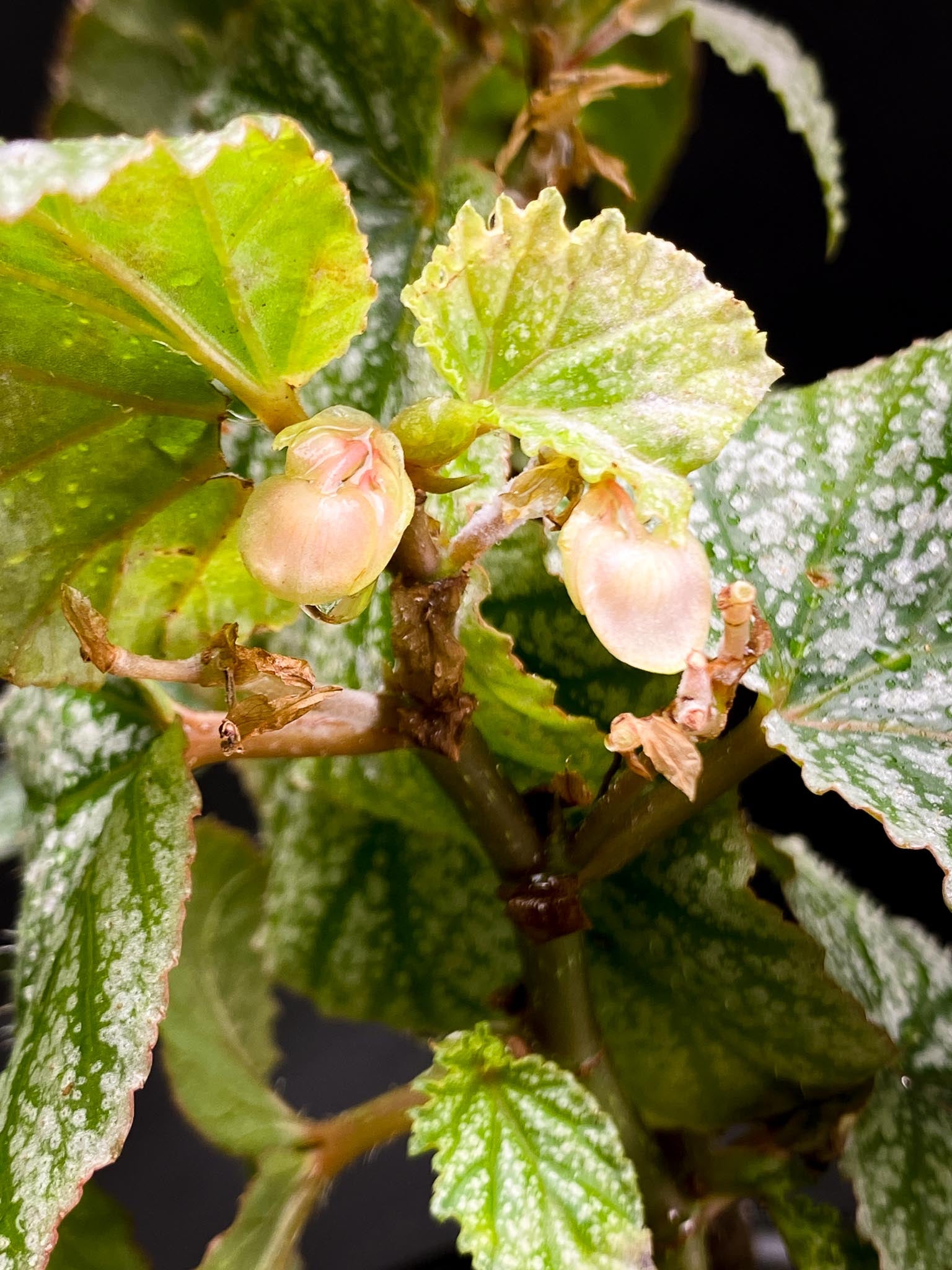 Begonia Snow Capped Multiple Leaves Multiple Leaves Rooted