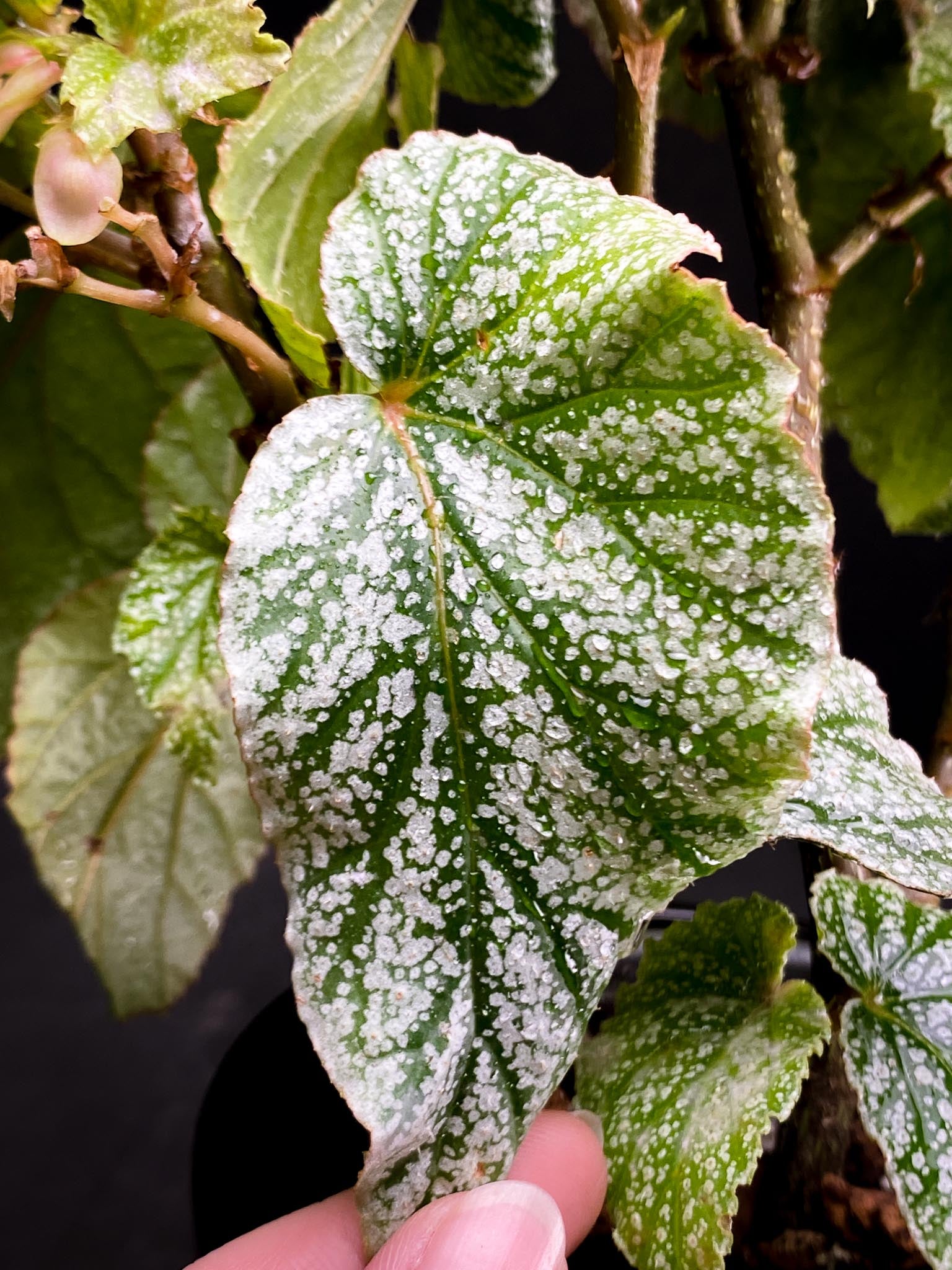 Begonia Snow Capped Multiple Leaves Multiple Leaves Rooted