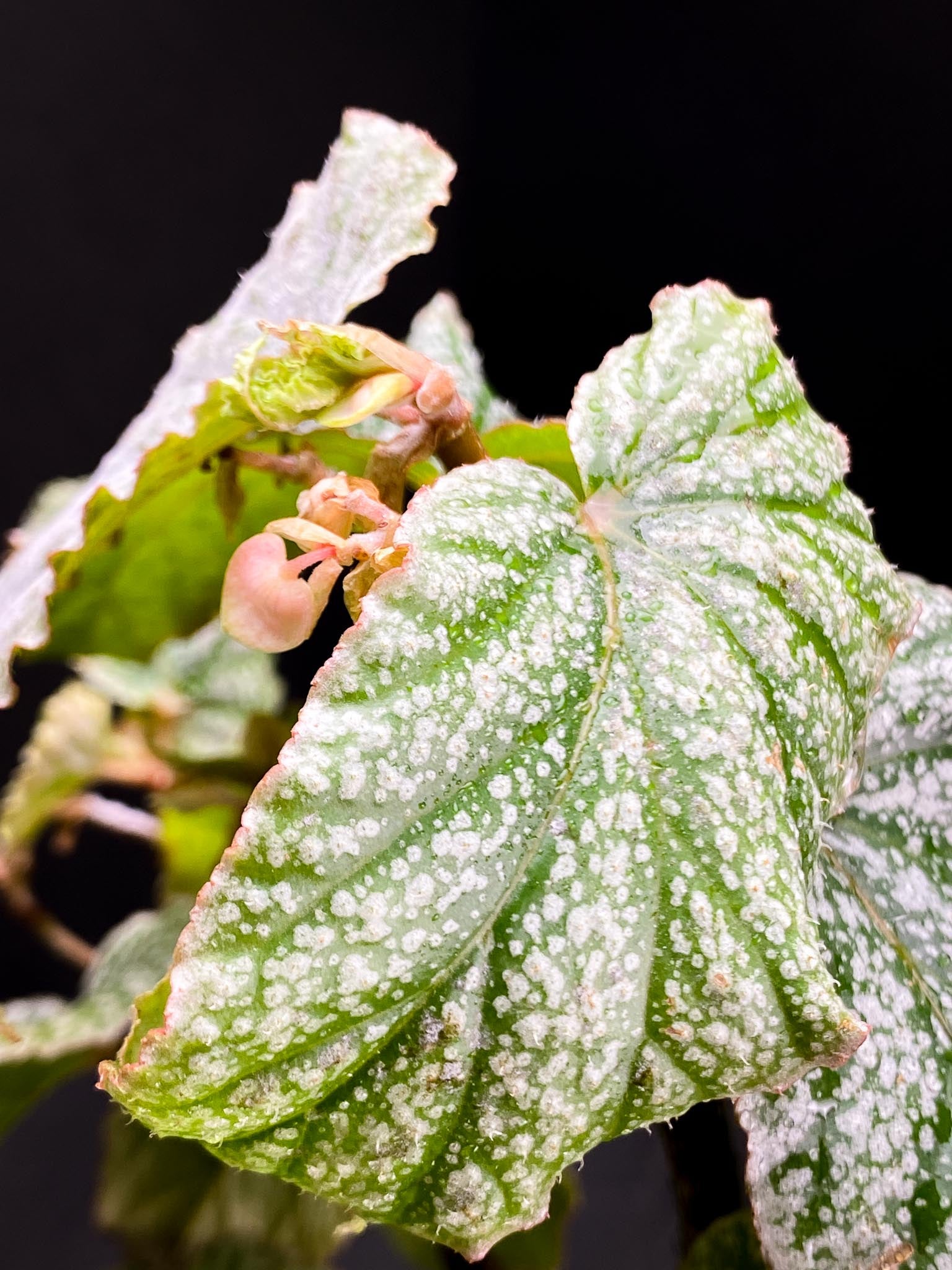 Begonia Snow Capped Multiple Leaves Multiple Leaves Rooted