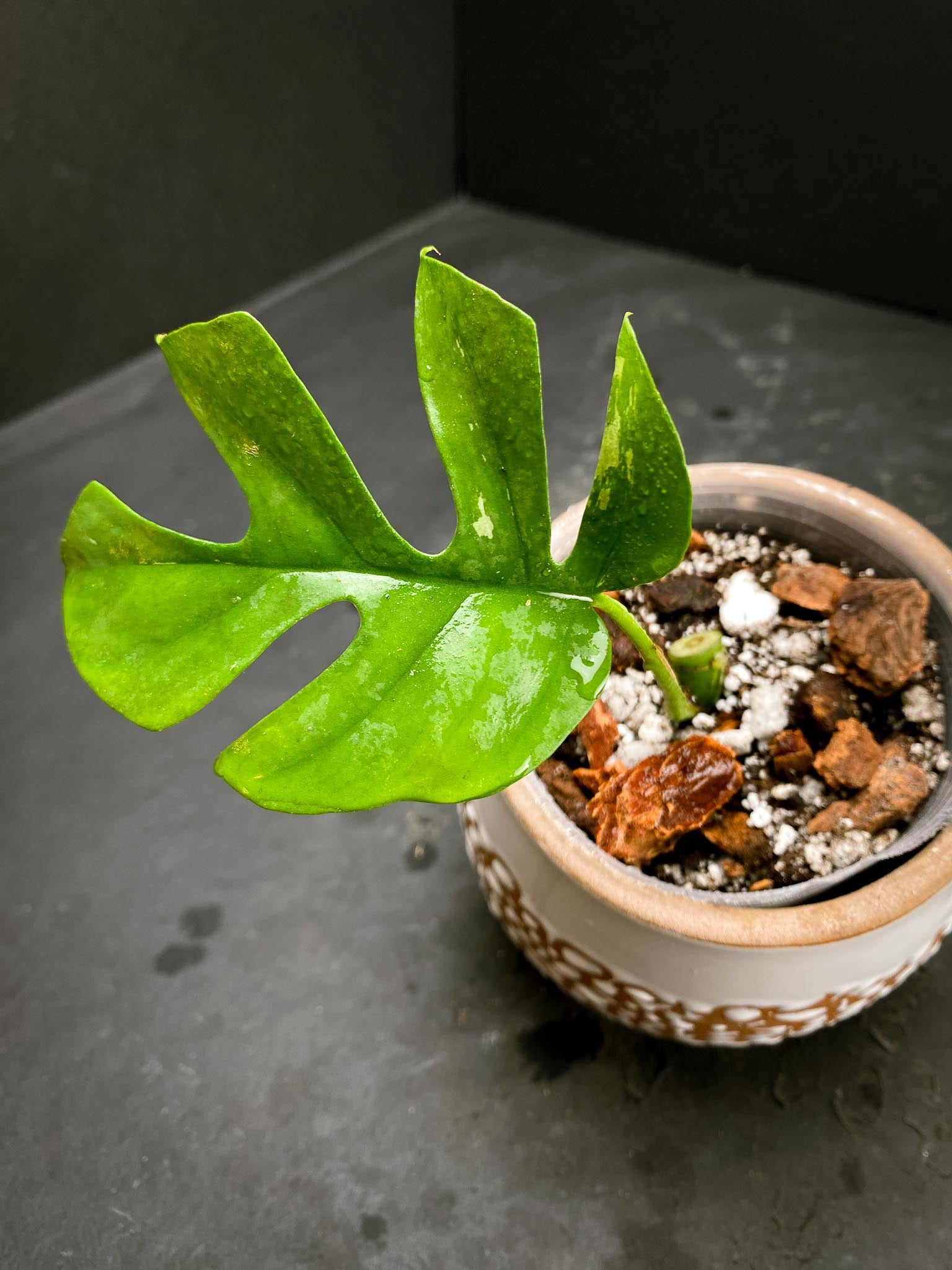 Rhaphidophora tetrasperma variegated 1 Leaf 2 Nodes 1 Growing Bud Rooted