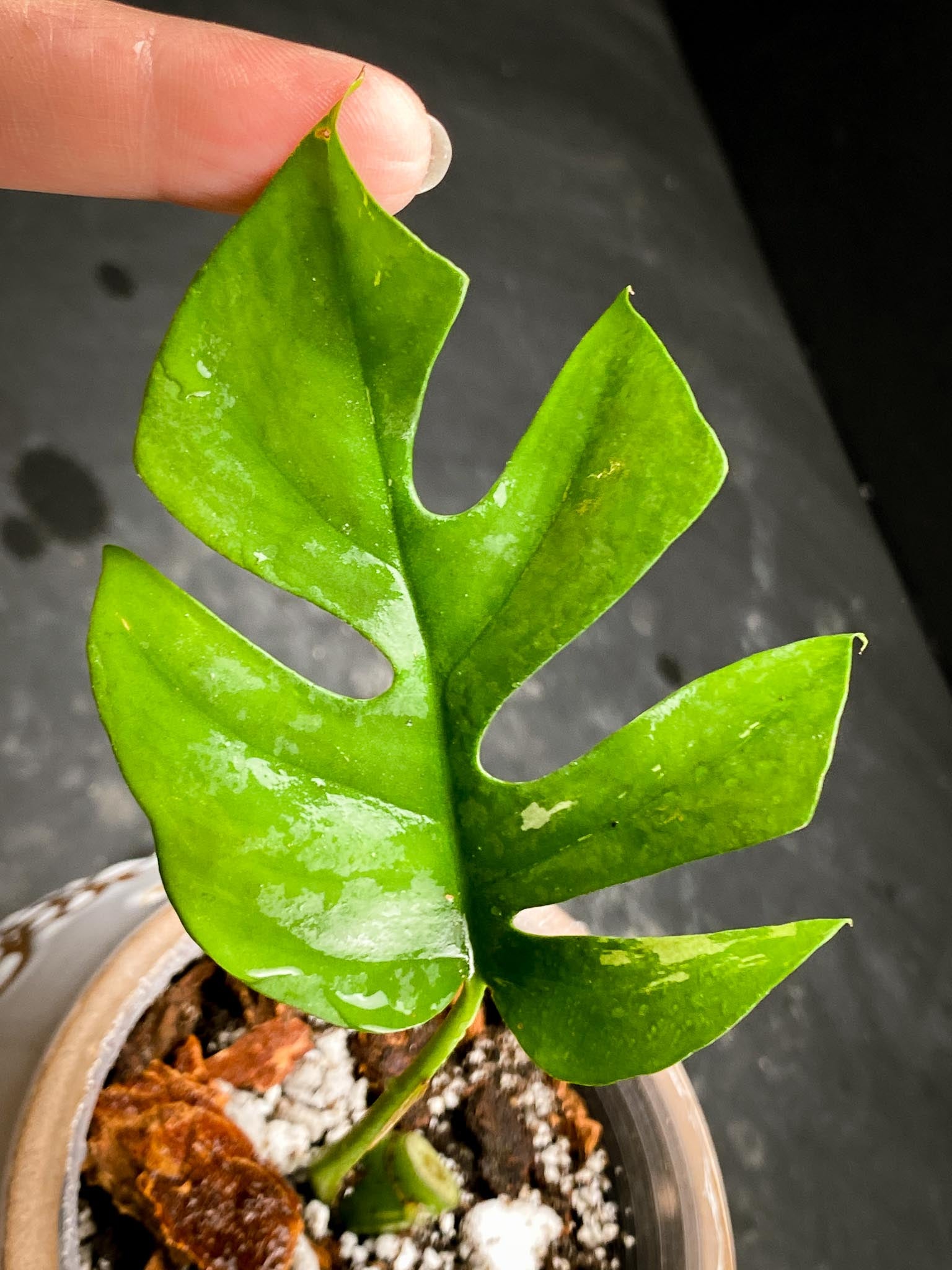 Rhaphidophora tetrasperma variegated 1 Leaf 2 Nodes 1 Growing Bud Rooted