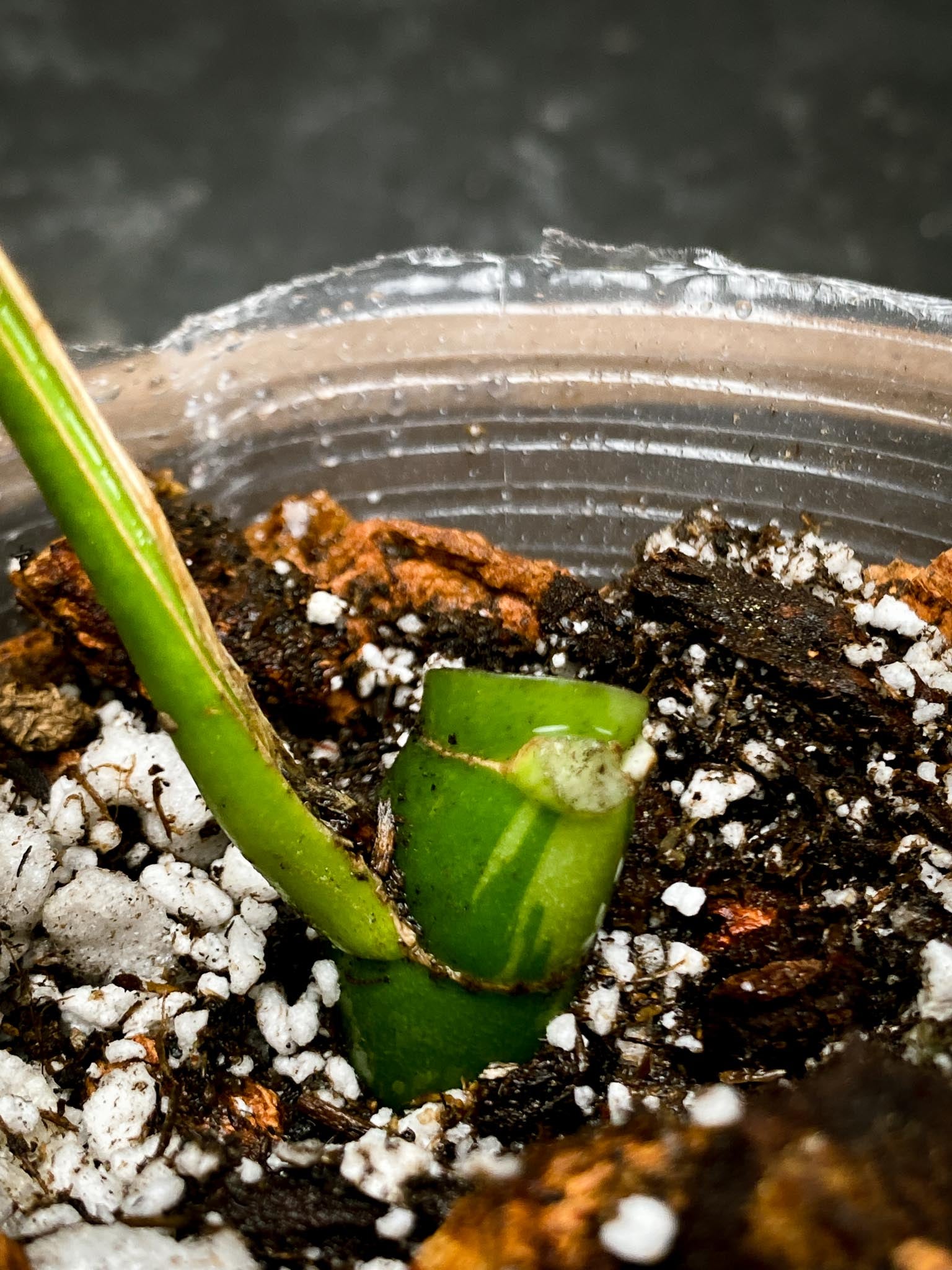 Rhaphidophora tetrasperma variegated 1 Leaf 2 Nodes 1 Growing Bud Rooted