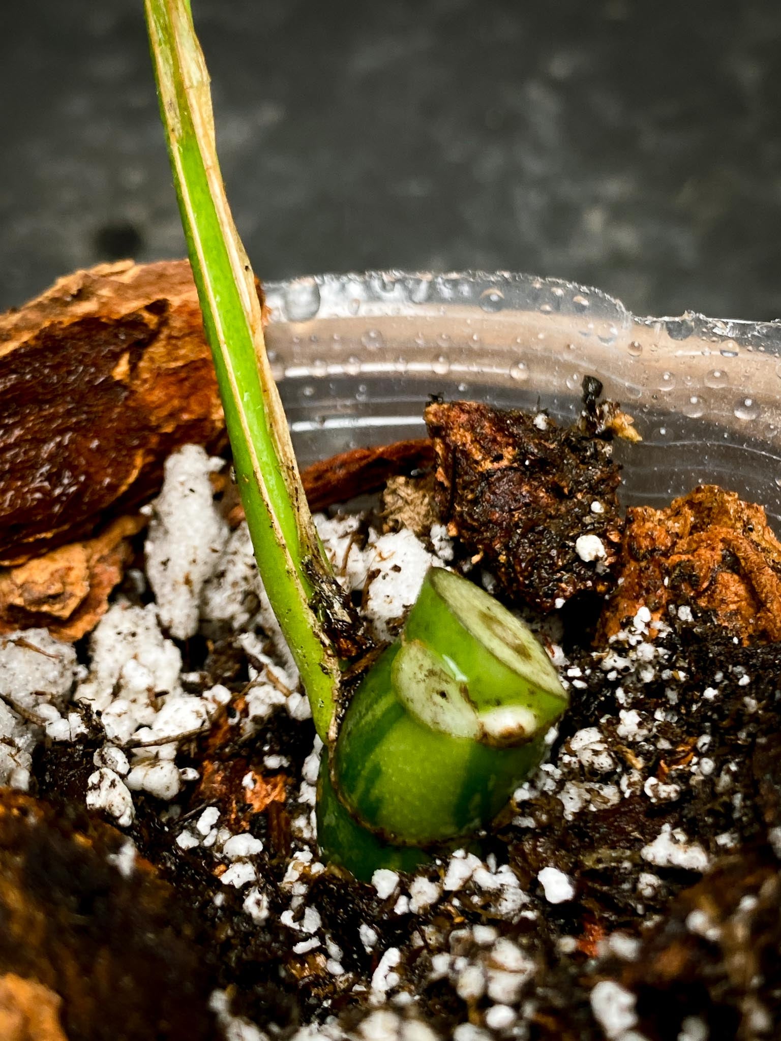 Rhaphidophora tetrasperma variegated 1 Leaf 2 Nodes 1 Growing Bud Rooted