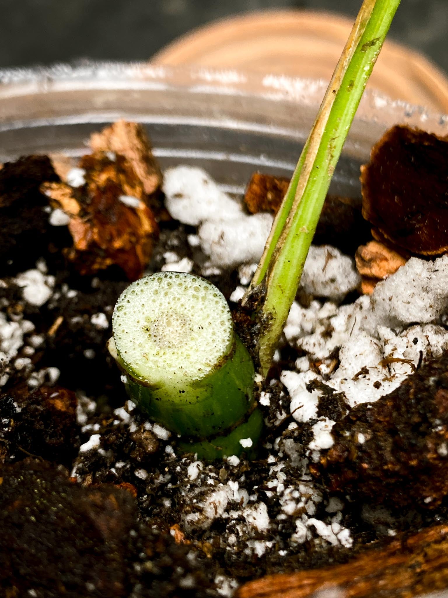 Rhaphidophora tetrasperma variegated 1 Leaf 2 Nodes 1 Growing Bud Rooted