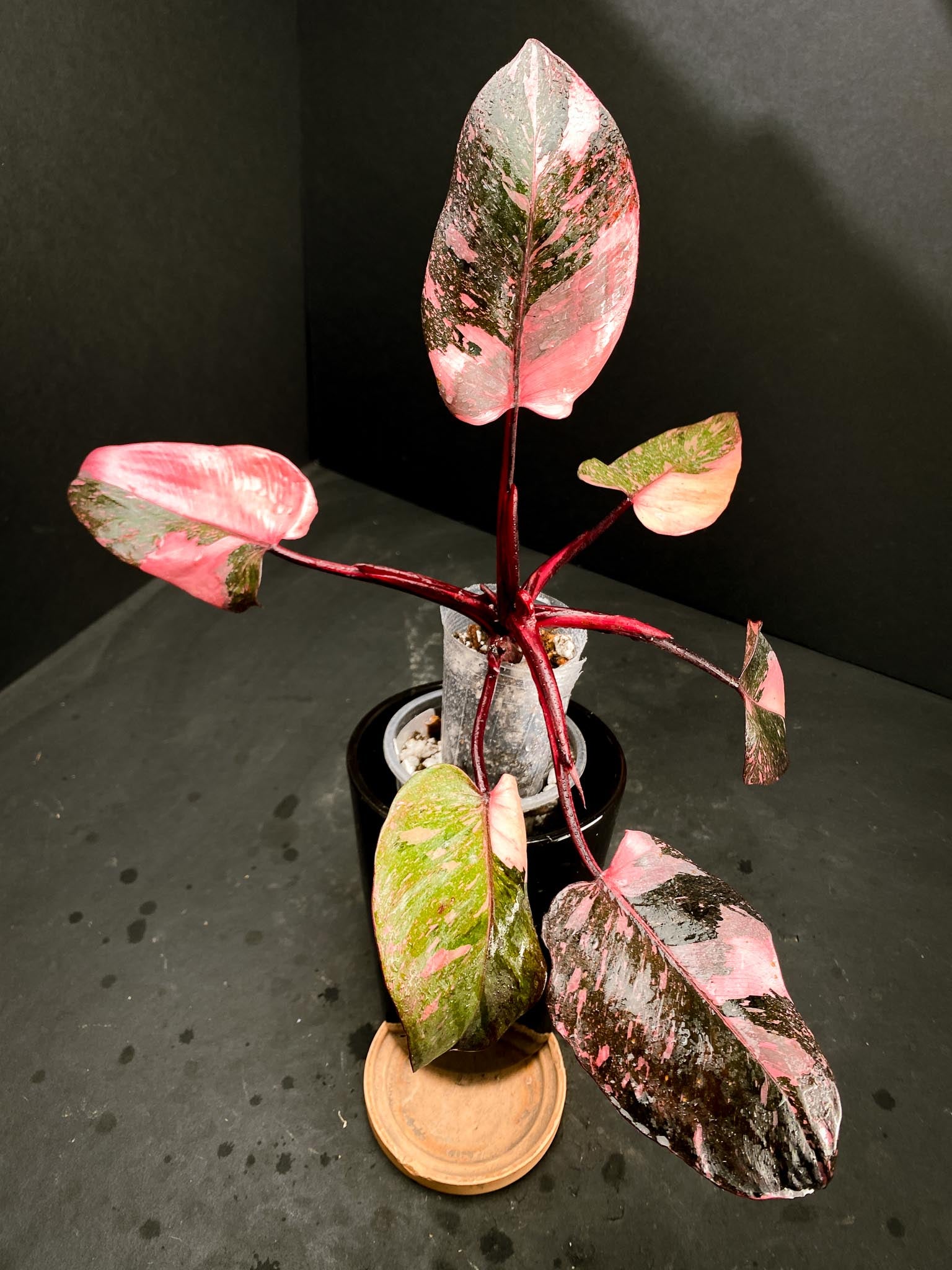 Philodendron Pink Princess Marble King Multiple Leaves Multiple Nodes Rooted xP