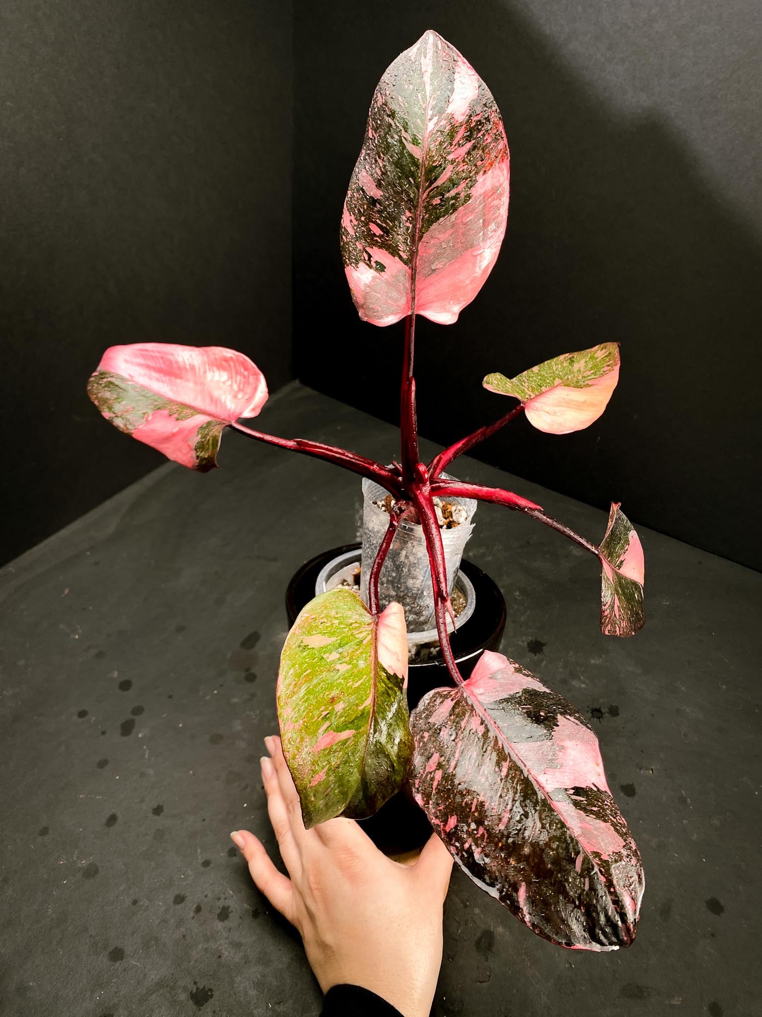 Philodendron Pink Princess Marble King Multiple Leaves Multiple Nodes Rooted xP