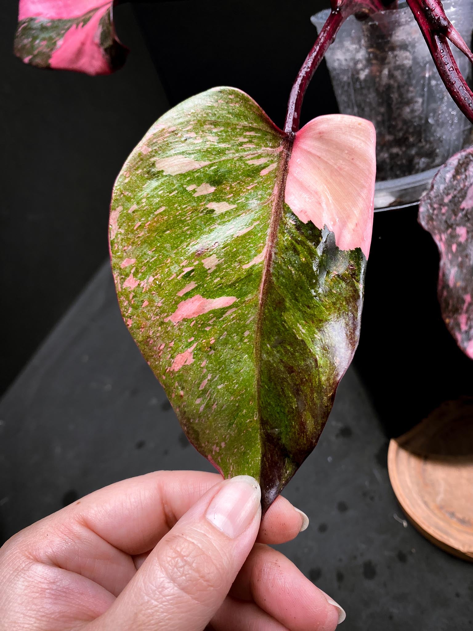 Philodendron Pink Princess Marble King Multiple Leaves Multiple Nodes Rooted xP