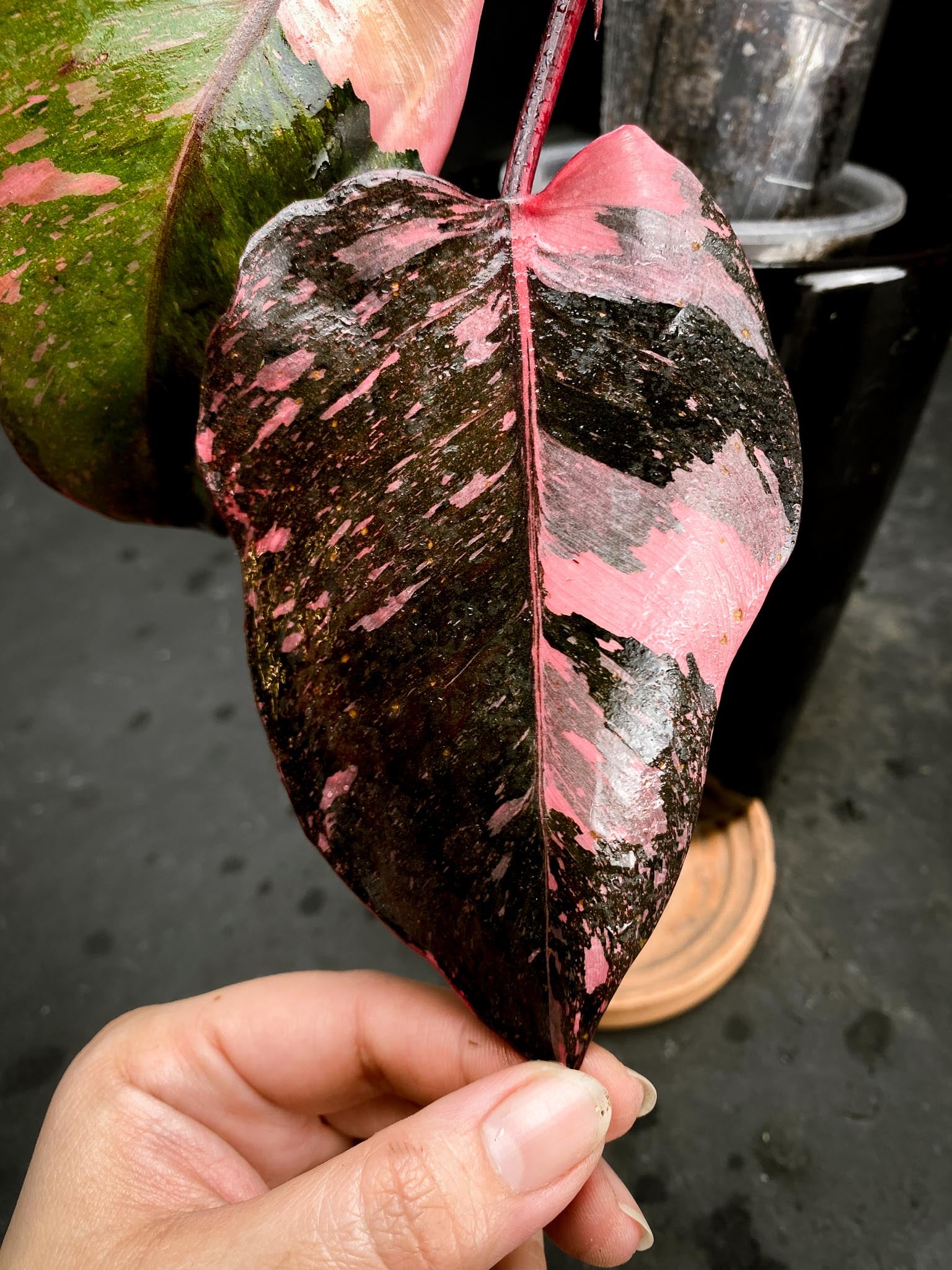 Philodendron Pink Princess Marble King Multiple Leaves Multiple Nodes Rooted xP