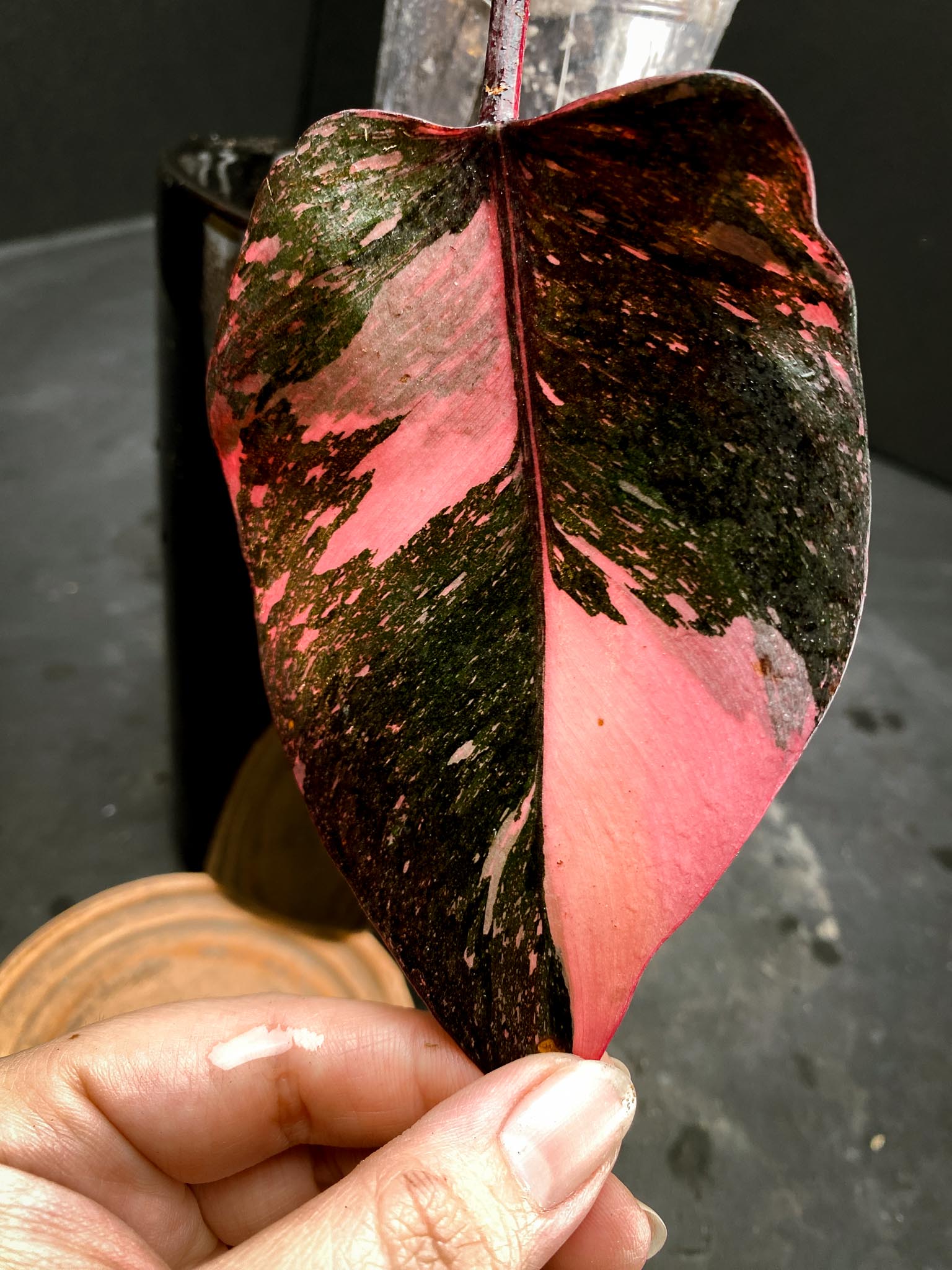 Philodendron Pink Princess Marble King Multiple Leaves Multiple Nodes Rooted xP