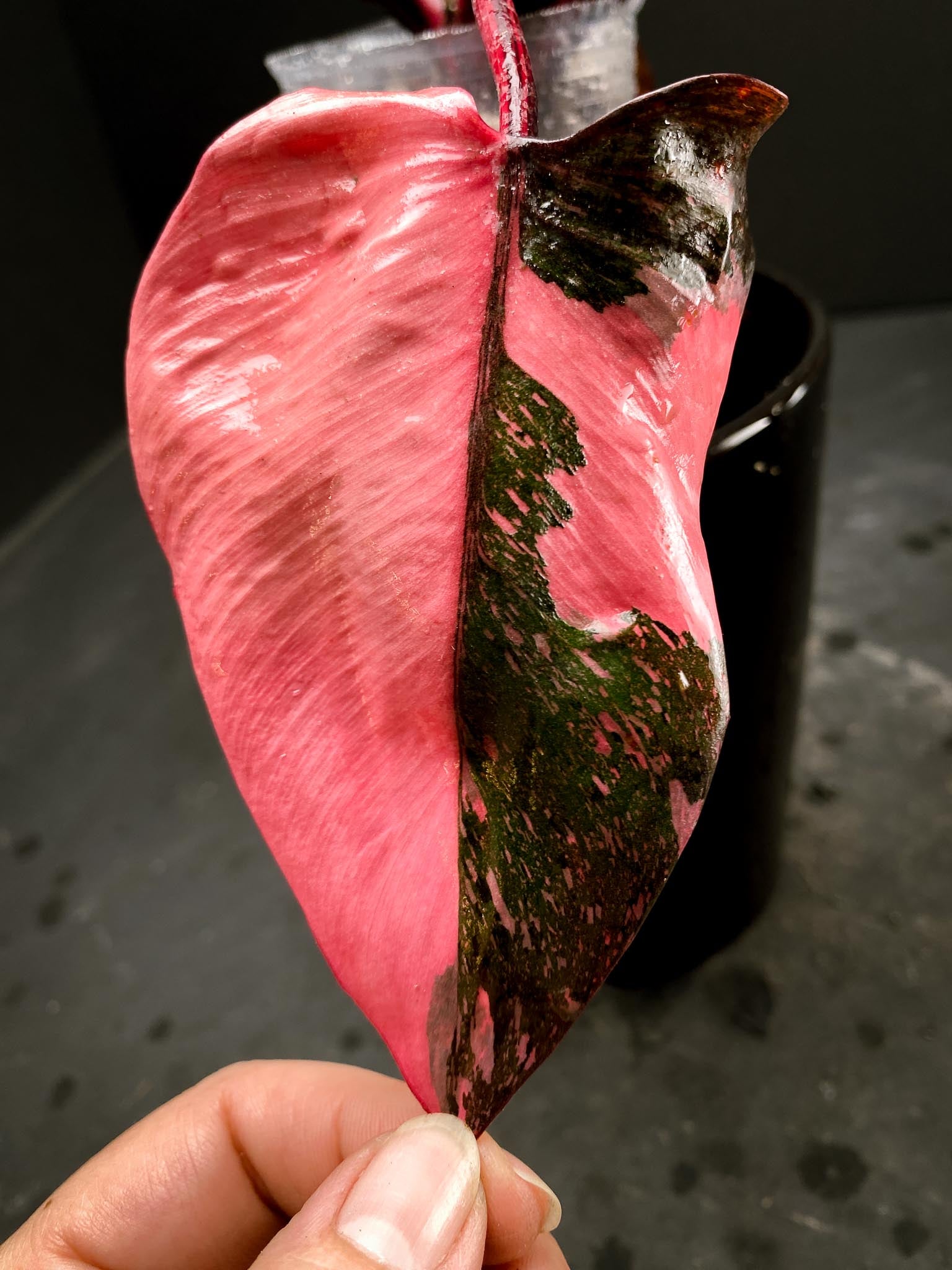 Philodendron Pink Princess Marble King Multiple Leaves Multiple Nodes Rooted xP