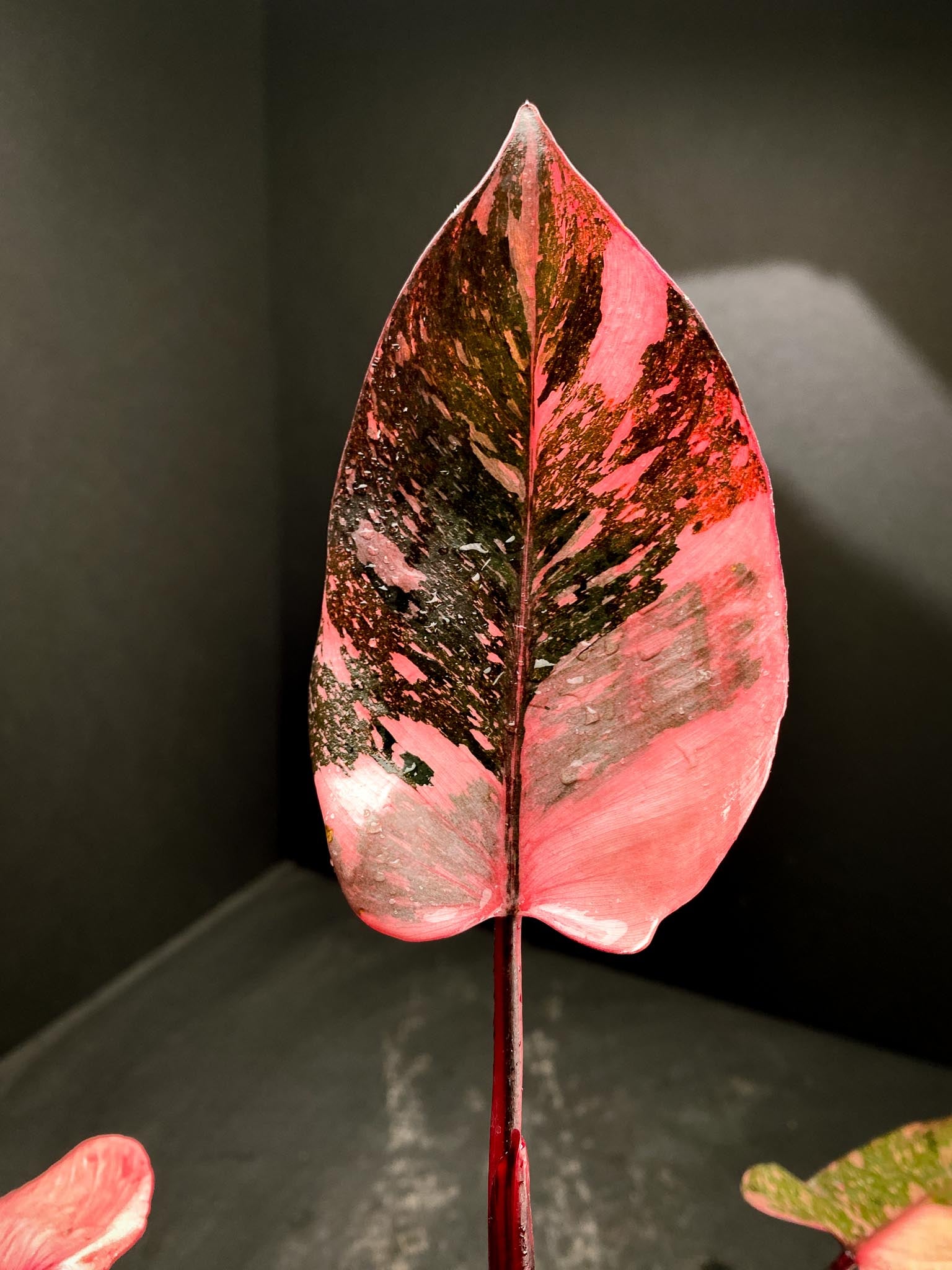 Philodendron Pink Princess Marble King Multiple Leaves Multiple Nodes Rooted xP