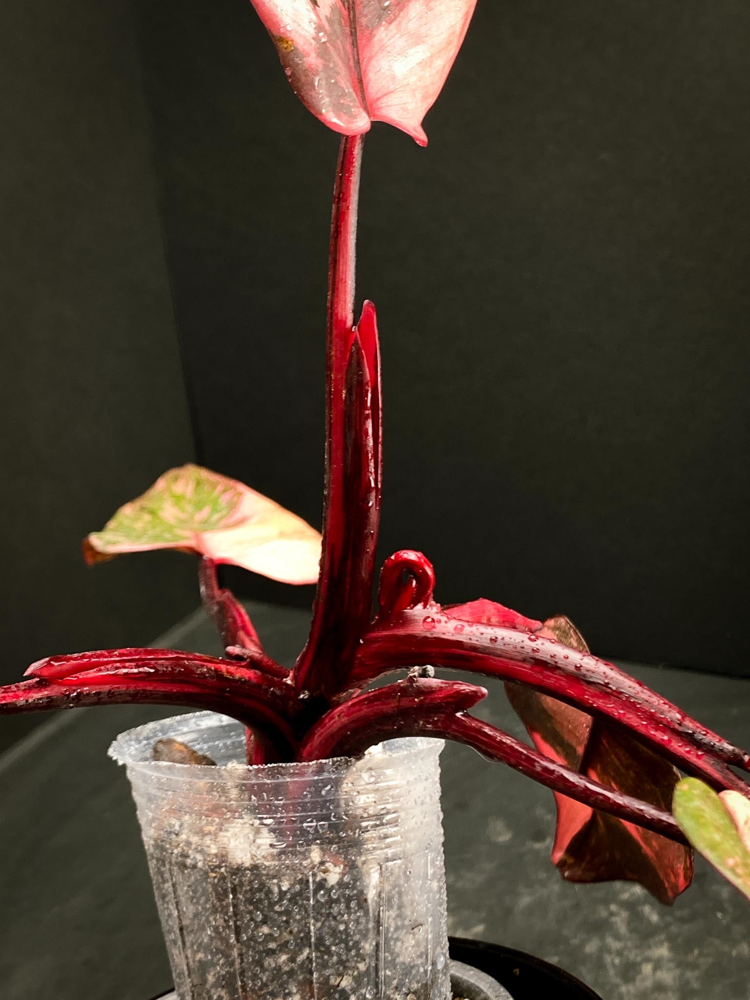 Philodendron Pink Princess Marble King Multiple Leaves Multiple Nodes Rooted xP