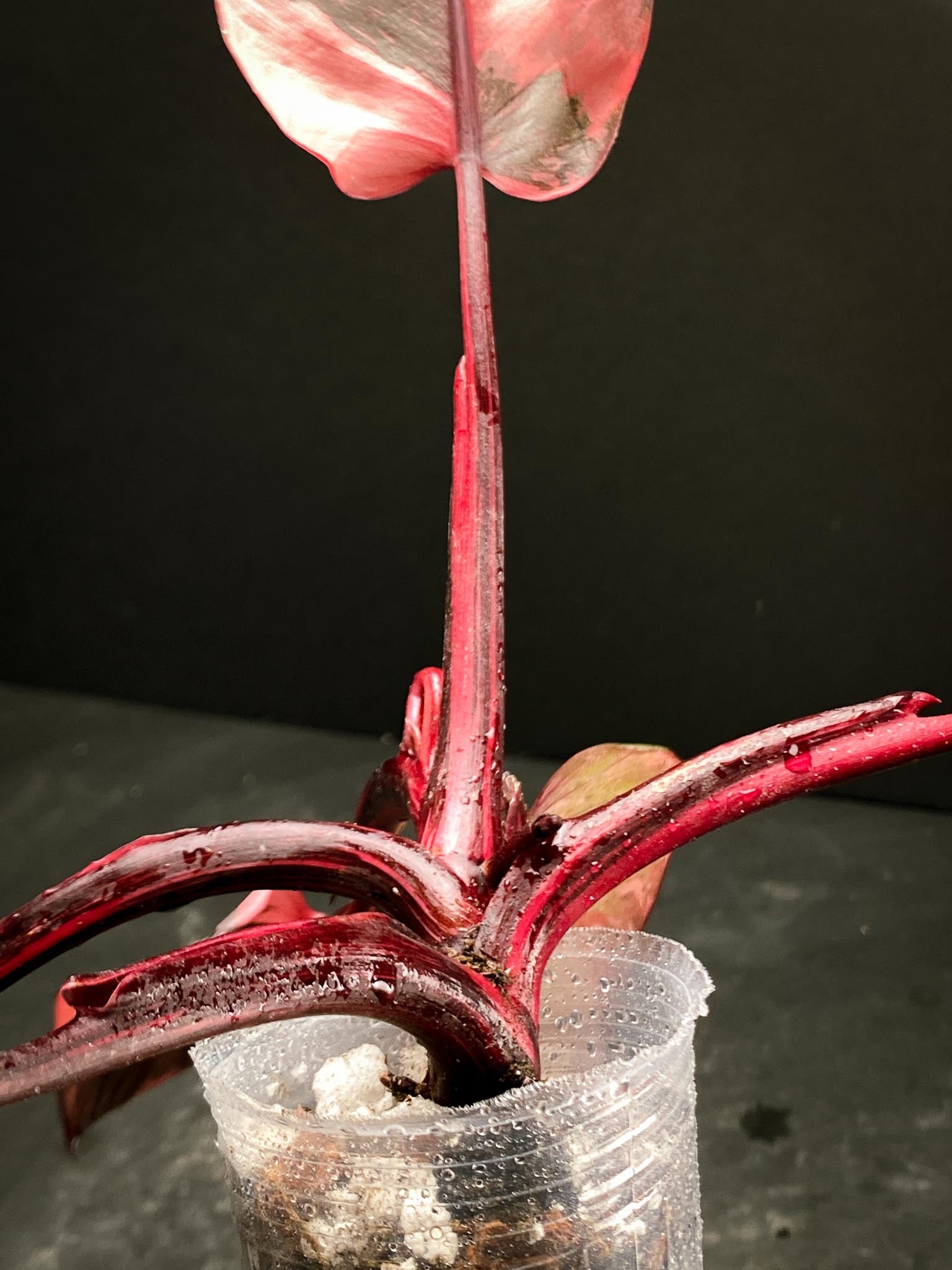 Philodendron Pink Princess Marble King Multiple Leaves Multiple Nodes Rooted xP