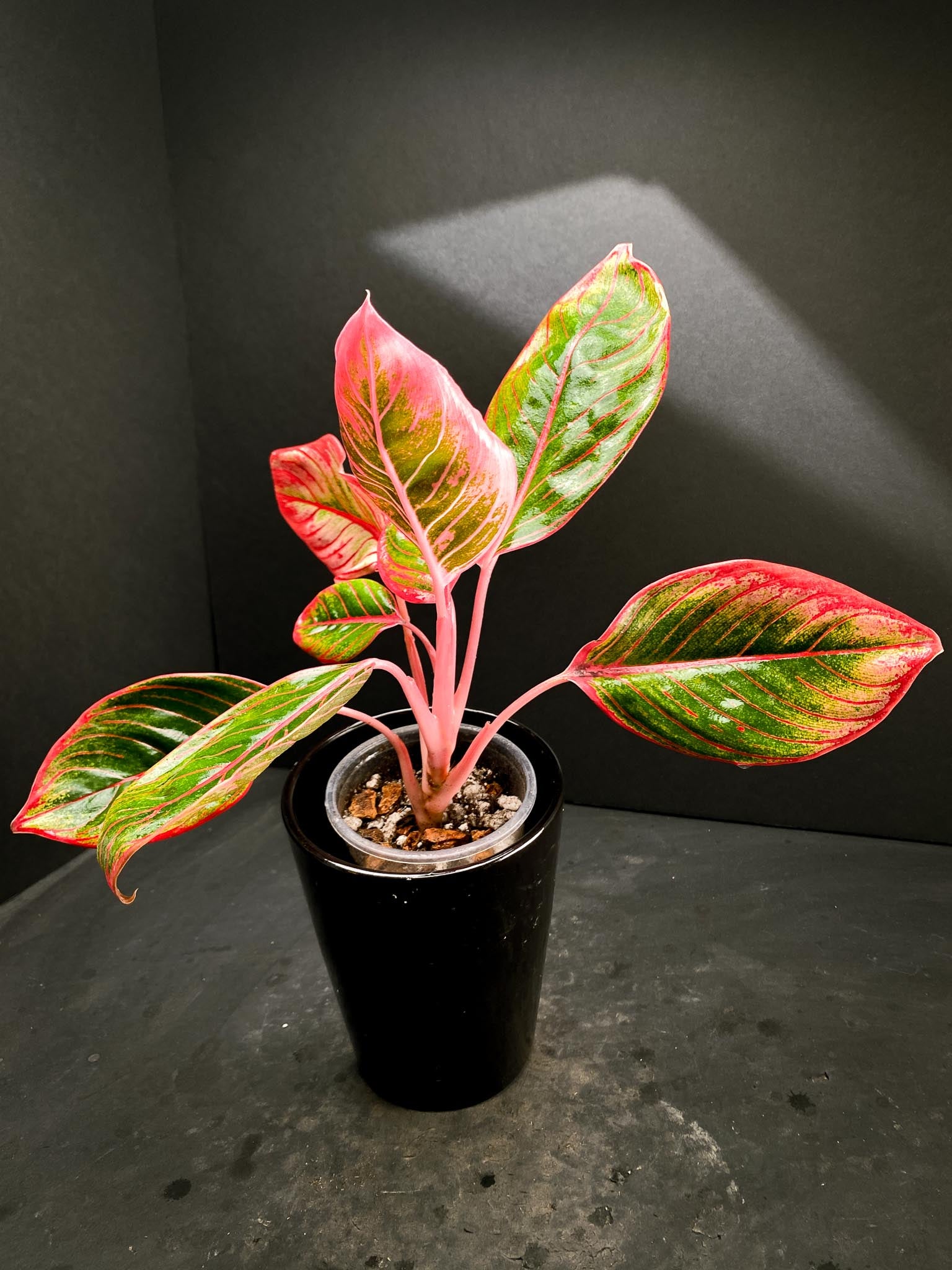 Aglaonema Khanza Sunset Multiple Leaves Multiple Nodes Rooted