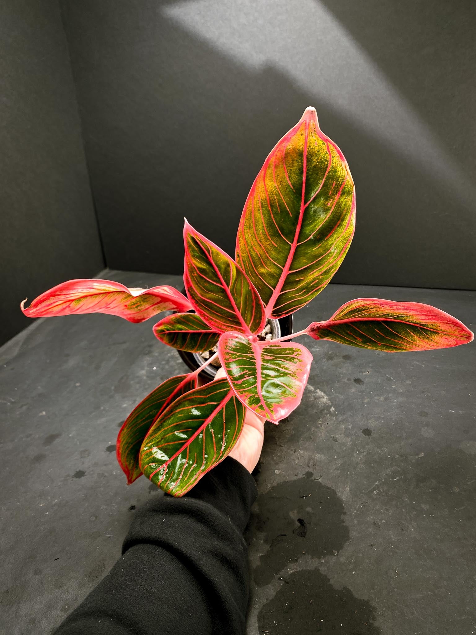 Aglaonema Khanza Sunset Multiple Leaves Multiple Nodes Rooted