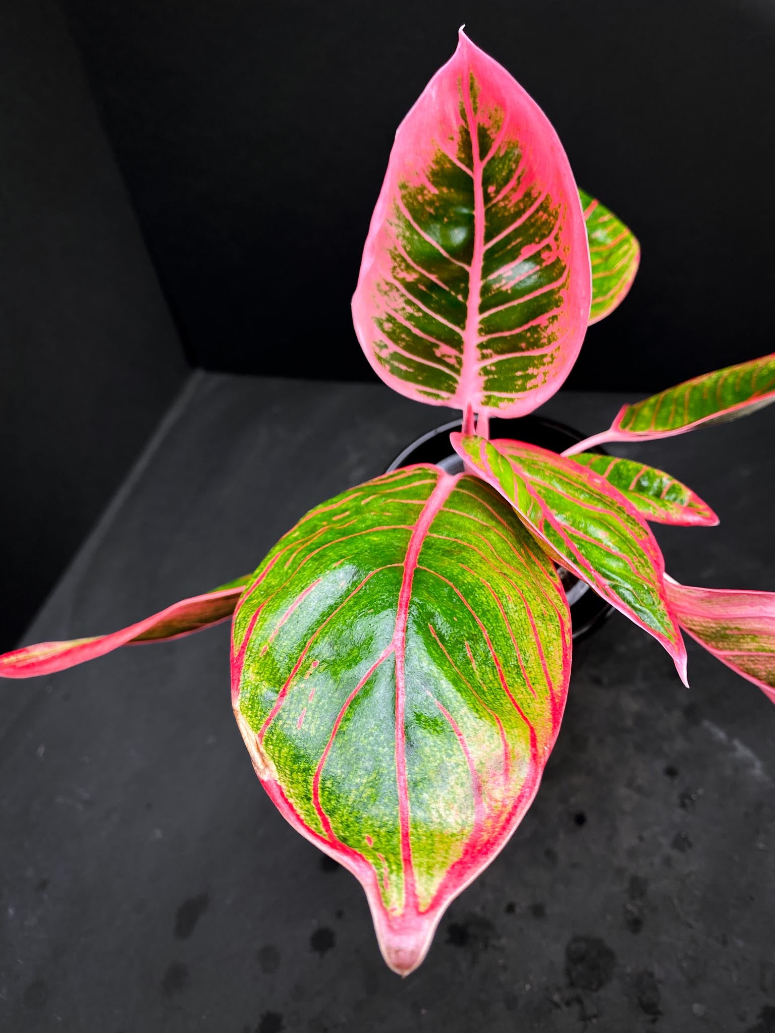 Aglaonema Khanza Sunset Multiple Leaves Multiple Nodes Rooted