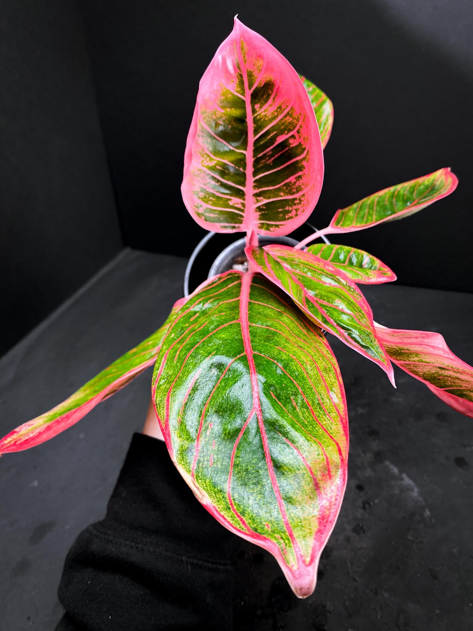 Aglaonema Khanza Sunset Multiple Leaves Multiple Nodes Rooted