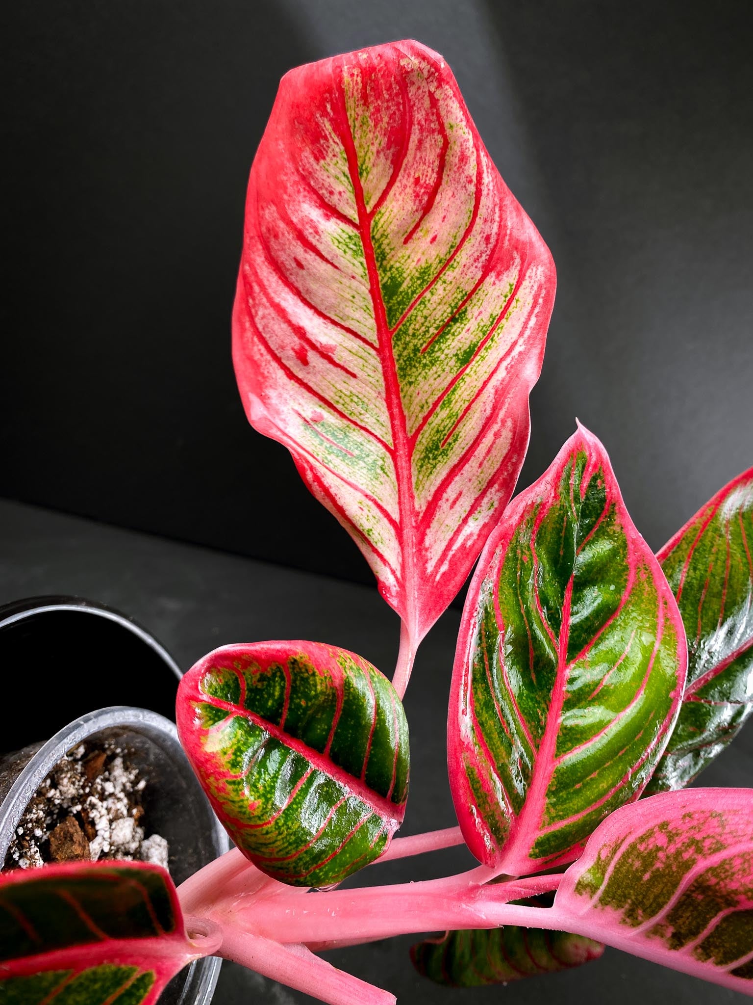 Aglaonema Khanza Sunset Multiple Leaves Multiple Nodes Rooted