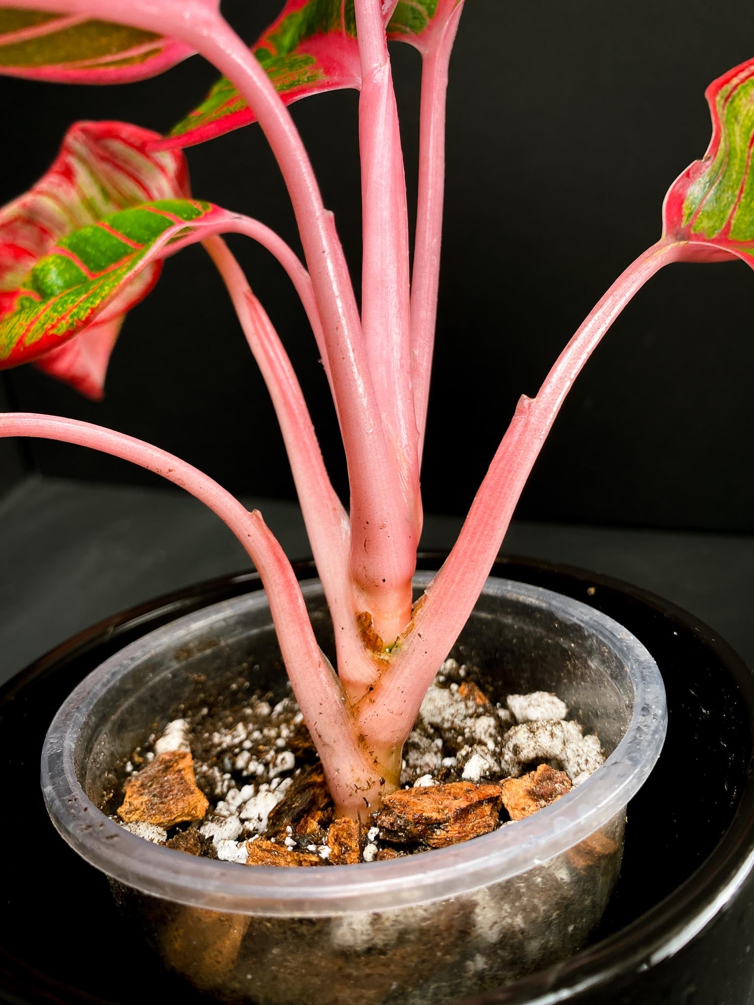 Aglaonema Khanza Sunset Multiple Leaves Multiple Nodes Rooted